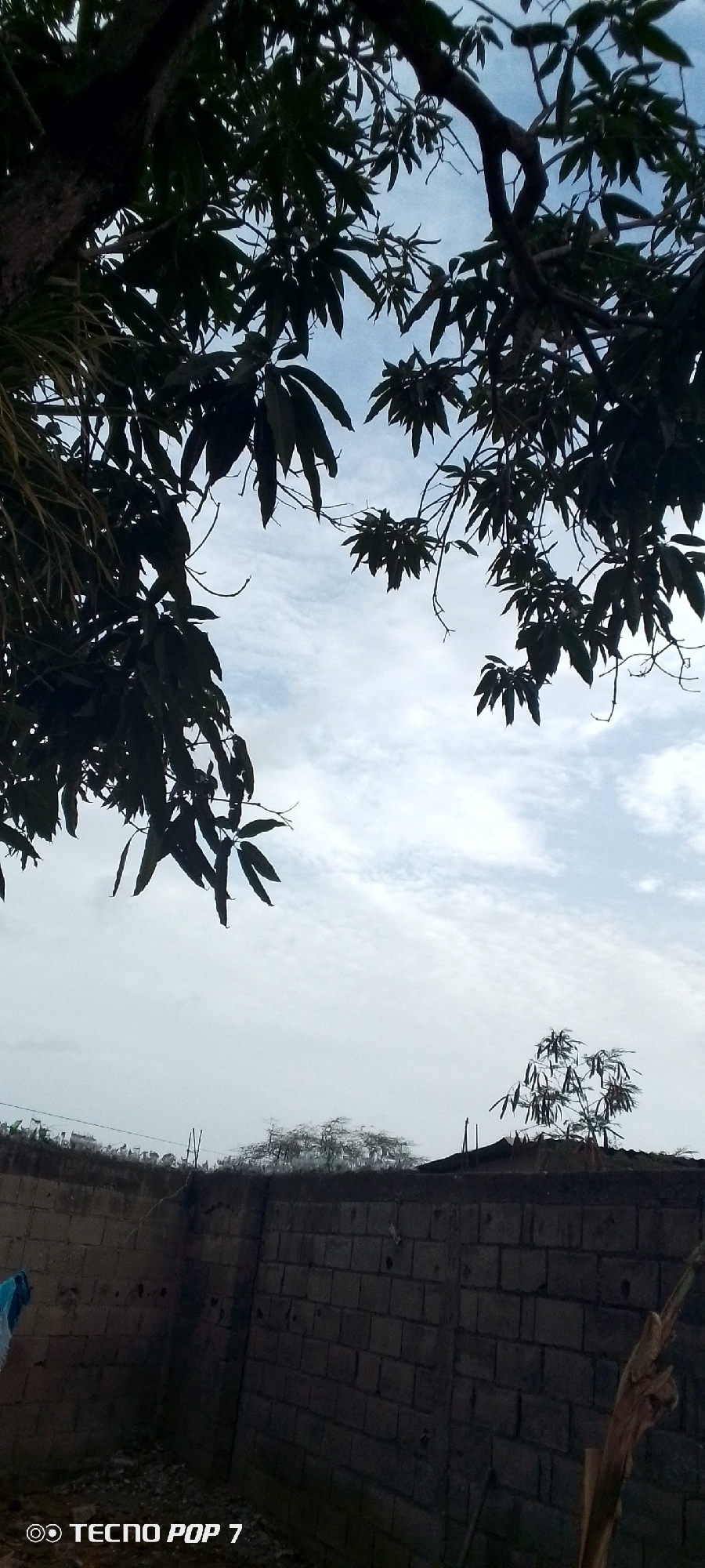 This image, captured in the city of Altagracia, Venezuela, presents an upward-angled outdoor scene. The upper two-thirds of the frame are dominated by a pale blue sky with scattered, wispy white clouds. Dark, silhouetted tree branches and numerous ovate leaves frame the sky from the top and left, with a portion of a thick tree trunk visible on the far left. Below the tree line, a dark, textured masonry wall, constructed from rectangular blocks, spans horizontally across the mid-ground. Above the wall, in the distance, are several indistinct, lighter-colored tree forms and a more clearly defined smaller tree with dark, elongated leaves on the right side. Multiple slender, dark poles protrude vertically above the top edge of the wall. In the lower left, a piece of folded blue fabric is visible against the wall. On the far right, a dried, light-colored plant stalk leans vertically against the wall. The bottom-left corner displays a "TECNO POP 7" watermark. No human figures or active subjects are depicted within the frame. The lighting is diffuse, indicative of an overcast condition.