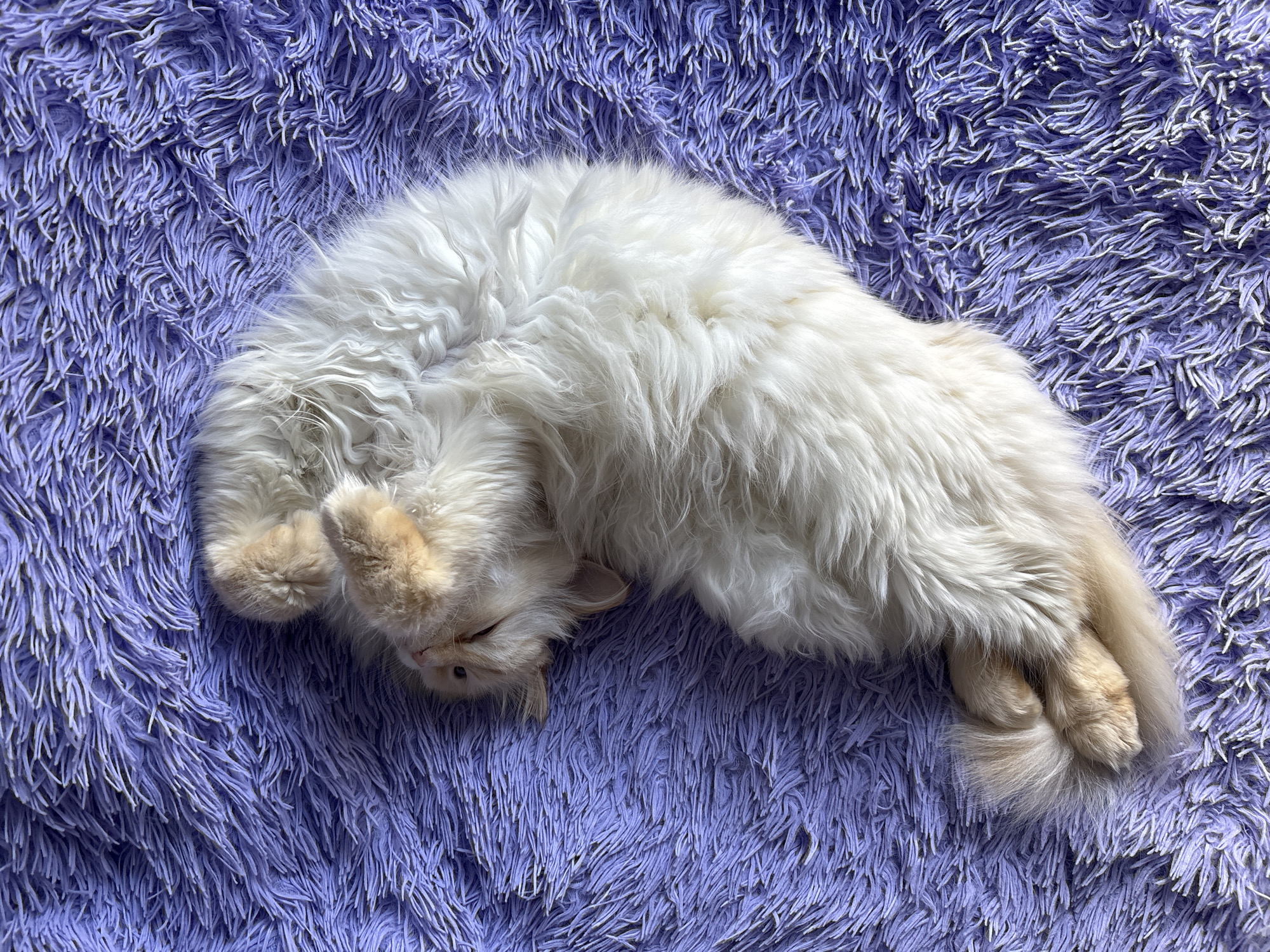 A long-haired, cream-colored cat is lying on a purple, shaggy rug. The cat is curled in a semi-circular position, with its head near its front paws. The cat's body stretches across the rug, taking up most of the frame. The background is completely filled with the texture of the rug. There is no indication of this image being taken in the city of Chaikovsky, Russia.
