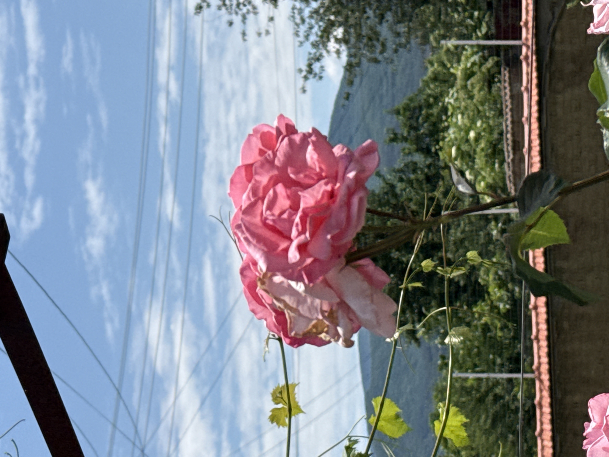 The image depicts an outdoor scene in Zimnitsa, Bulgaria. A large, multi-petaled pink rose, exhibiting both fully bloomed sections and areas of decay with browning petals, is centrally positioned in the mid-ground. A leafy vine with light green leaves extends across the left and mid-ground of the frame. In the background, a building featuring a reddish-brown tiled roof and a concrete wall is partially visible, situated in front of dense green trees and foliage. A large, dark green mountain range forms the distant horizon, beneath a bright blue sky with scattered white cumulus clouds. Multiple thin utility wires are visible crisscrossing the upper portion of the sky. A dark, horizontal structural beam is present in the upper left corner of the image. No individuals are visible.