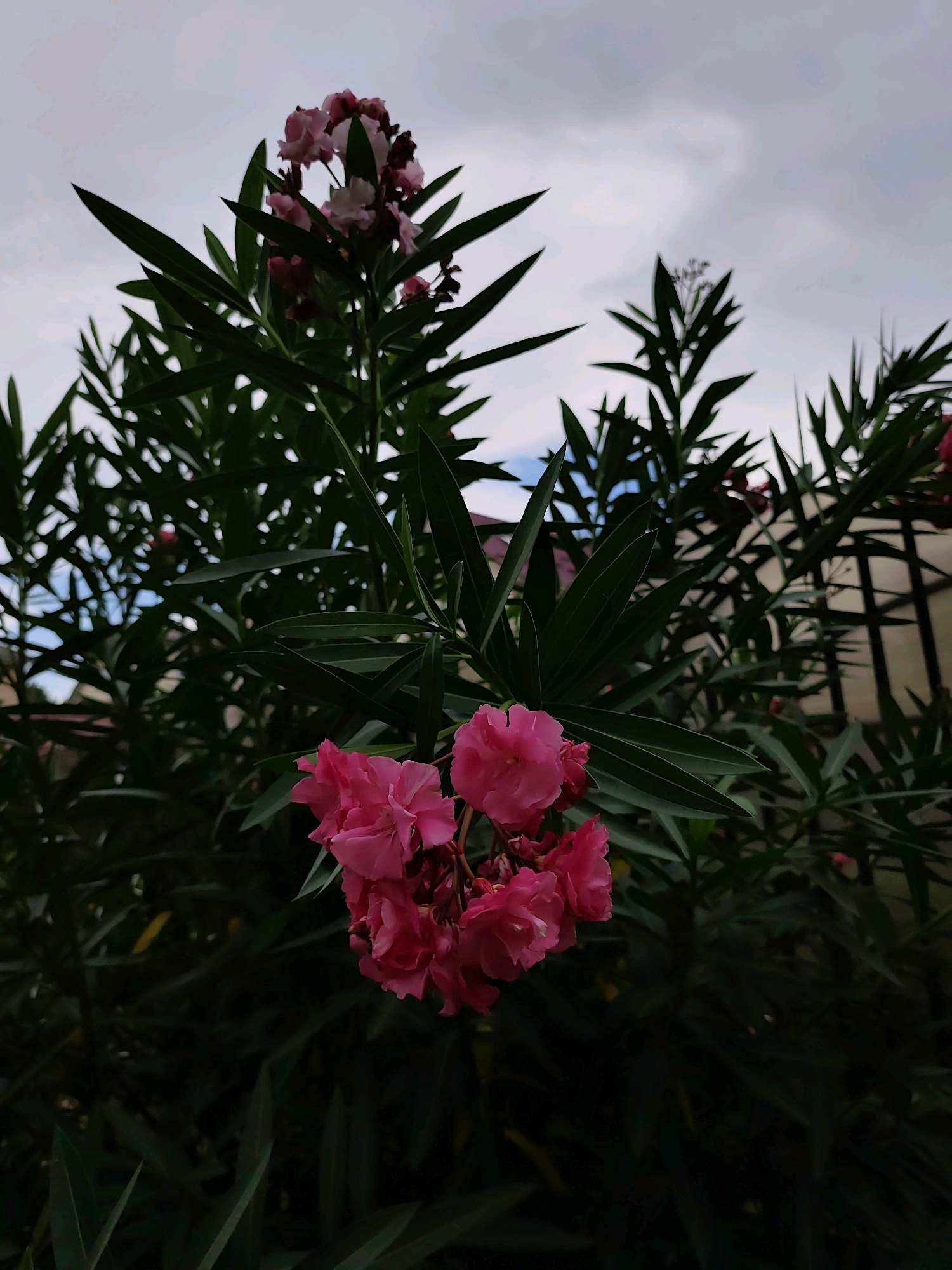 The image shows a close-up of pink oleander flowers and dark green foliage against a cloudy sky. The flowers are clustered together, with some buds and fully bloomed petals. The leaves are long and slender, typical of oleander plants. The background is a slightly overcast sky, with hints of a fence and some muted building structures on the right side. The scene appears to be outdoors, possibly in a garden or park setting. There are no people or animals visible in the image. The overall lighting suggests it is daytime, but the clouds create a diffused light.