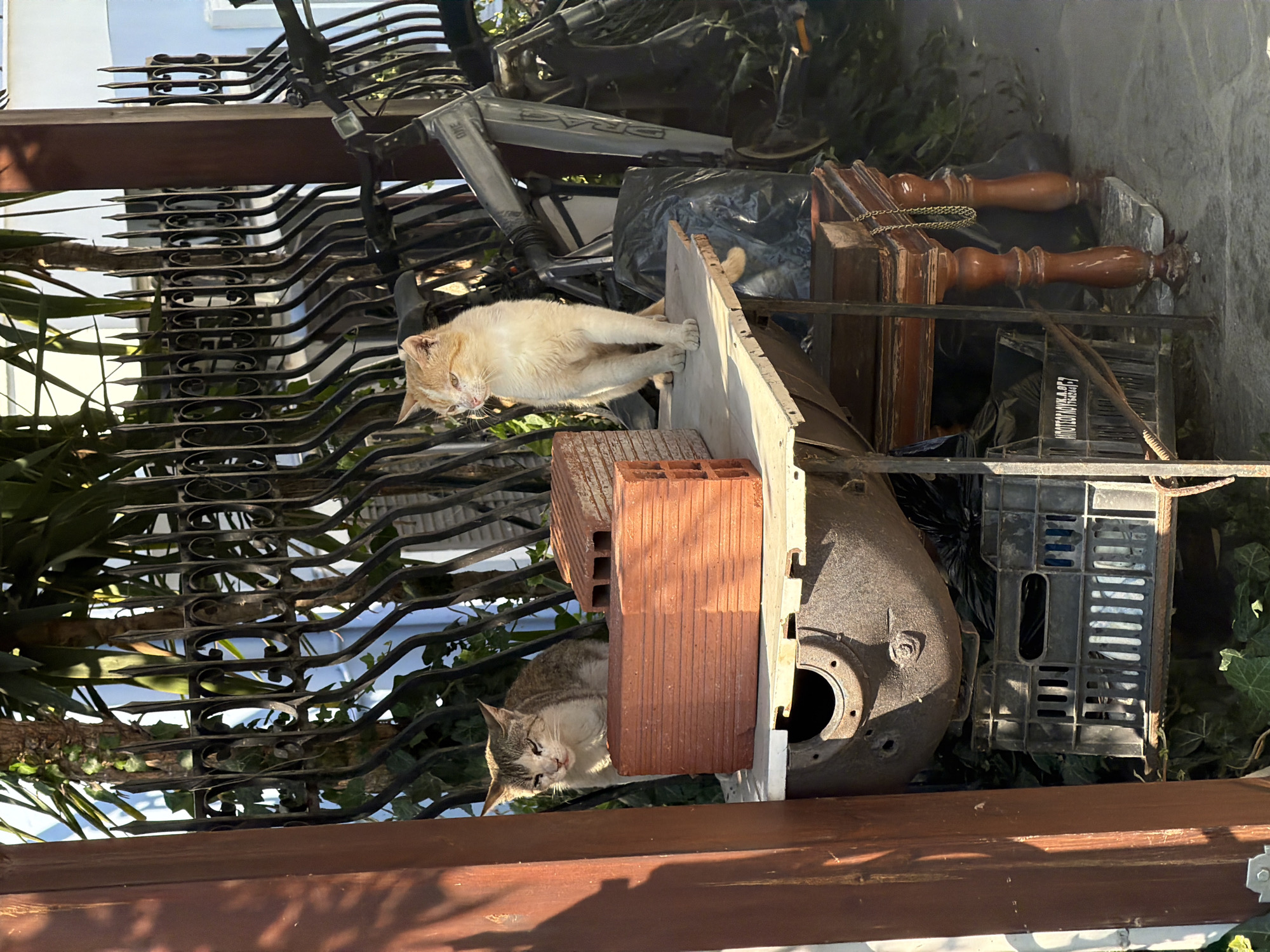 Two cats are resting outdoors in what appears to be a cluttered yard. One cat, with light orange and white fur, is lying on a wooden plank, its body stretched out. The other cat, a tabby with white and grey fur, is curled up near a pile of red bricks. Both cats appear relaxed.
The scene is set amidst various objects, including a bicycle frame, a black plastic bag, and what looks like an old metal object, possibly a boiler or tank. There's also a black plastic crate and decorative wooden legs from furniture. A metal fence with intricate scrollwork runs along the left side of the image, partially obscuring the background. Lush green ivy and other plants are visible, suggesting a slightly overgrown outdoor space. The lighting indicates it is daytime, with sunlight casting shadows.
The overall impression is one of a somewhat neglected but lived-in outdoor area, possibly a backyard or a storage space. The presence of the cats adds a sense of tranquility to the otherwise jumbled environment. No visible text is discernible in the image. The location context is Sithonia Municipal Unit, Greece.
