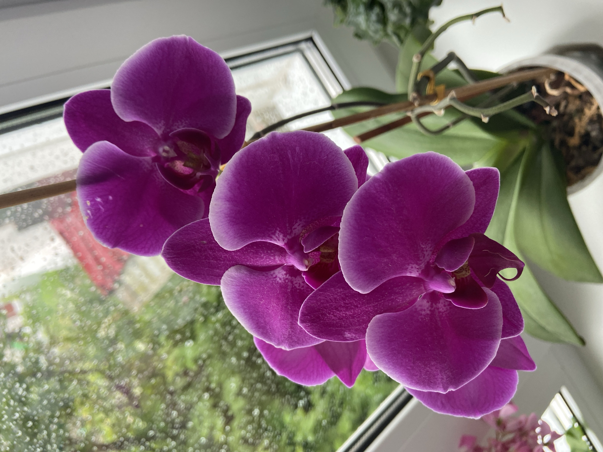 This is a close-up, eye-level shot of several vibrant purple orchid flowers. The orchids are the primary subject, with their petals prominently displayed against a blurred background. The lighting appears to be natural, possibly from a window, suggesting it's daytime. The background includes a windowpane with raindrops, indicating it might be raining outside, and some greenery, suggesting an outdoor or garden view.
The orchids are in bloom, with intricate petal structures and a deep, rich purple color. The focus is sharp on the flowers, while the background elements, like the window and foliage, are out of focus, creating a bokeh effect that emphasizes the beauty of the orchids. The scene is set indoors, near a window, where the orchids are likely being grown. There are no people visible in the frame. The overall mood is serene and natural, highlighting the delicate beauty of the flowers. No text is visible in the image.