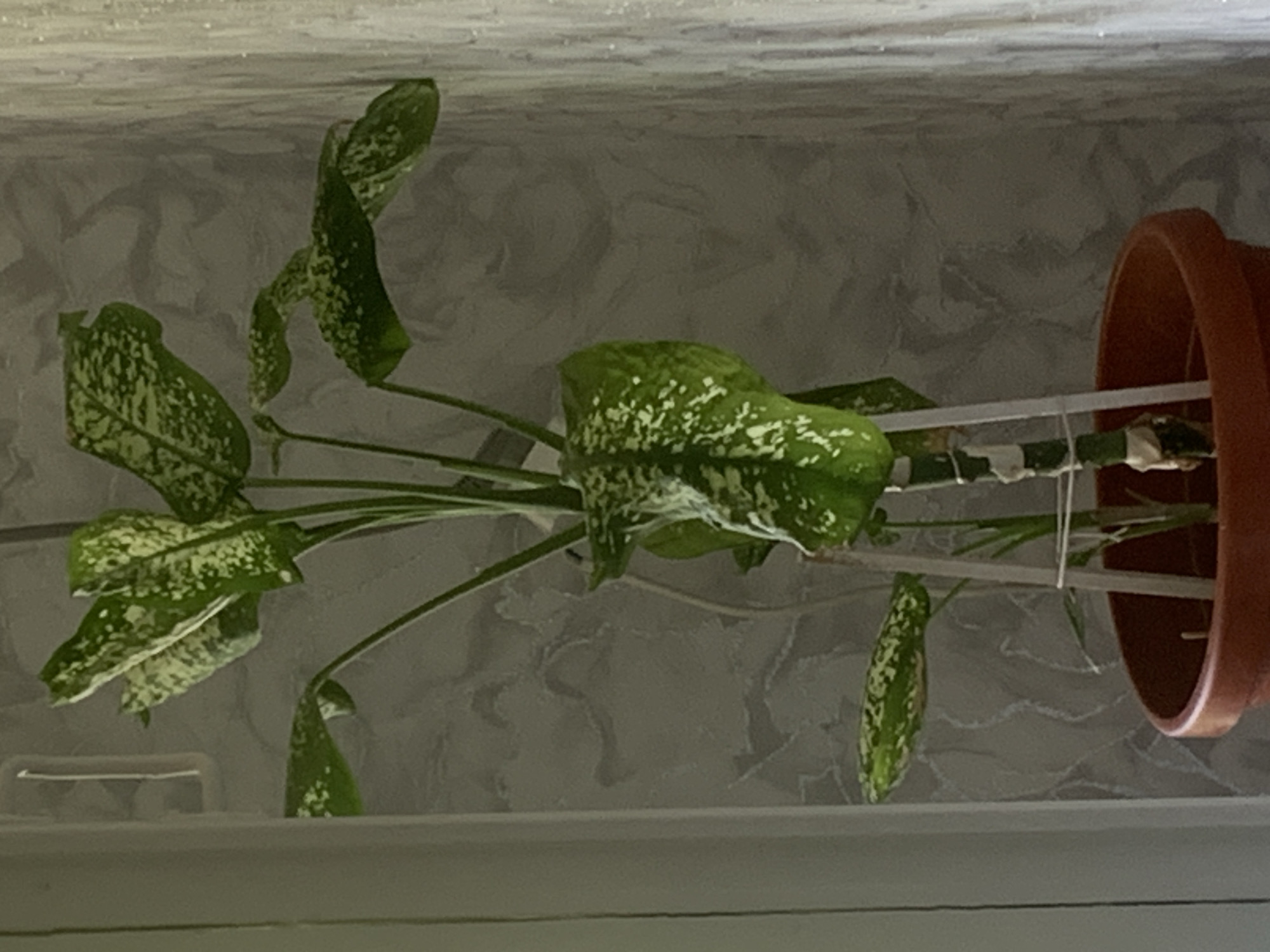 A potted Dieffenbachia plant with variegated green and white leaves stands on a windowsill. The plant is supported by a white stake tied with white tape to its stem. The pot is made of terracotta. Behind the plant, a textured gray wall is visible, and to the right, a sheer white curtain allows sunlight to filter through. The scene is indoors, in what appears to be a residential setting, likely in Tashkent, Uzbekistan, given the context provided.