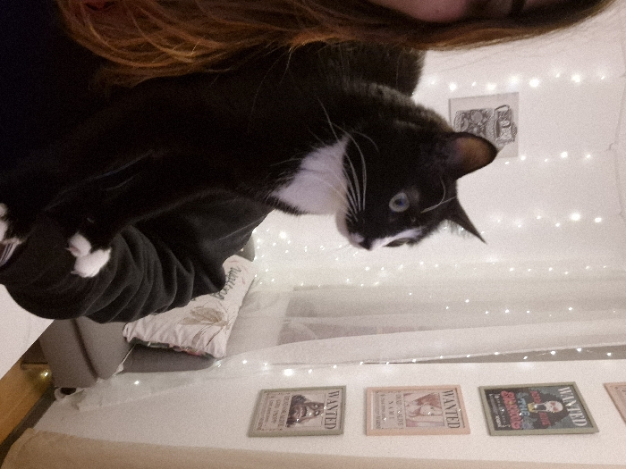 The image, taken in Strasbourg, France, presents a rotated, close-up view of a black and white tuxedo cat held by a person in an indoor setting. The cat, the primary subject, has prominent white whiskers, bright blue eyes, and distinctive white markings on its paws, chest, and muzzle. It looks downwards and to the right with a curious expression. Only the top of the person's head, featuring reddish-brown hair, is visible in the upper left, indicating they are holding the cat.
The background is softly lit by numerous small, warm-toned fairy lights strung across a light-colored wall or curtain, creating a cozy and intimate atmosphere, likely suggesting an evening or nighttime setting. Below the cat, a bed or sofa with a patterned pillow is partially visible, reinforcing the domestic environment.
Decorative elements include various framed artworks on the walls. A small, black and white illustration is positioned high in the background, behind the cat's head. On a lower surface, three distinct "WANTED" posters are displayed in frames, with a fourth partially visible on the right edge. These posters have a vintage or fantasy aesthetic. Visible text on them includes the word "WANTED" prominently. One poster features text like "BOGGART" and "DREADFUL DWELLER." Another depicts a female figure with the text "LUCKY LUCY," and a third shows a creature and the words "THE SCREAMING BANSHEE." The scene captures a tranquil moment between a pet and its owner in a warmly lit, decorated room.