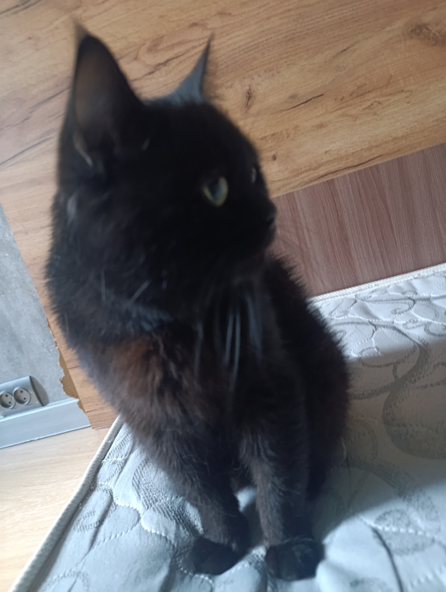 A black cat with green eyes is sitting on a mattress. The cat is facing to the right of the frame. The background is a wooden floor. To the left of the cat, there is a light gray wall with electrical outlets. The scene appears to be indoors. The city of Zlatopil, Ukraine, is not identifiable from the visual information in this image.