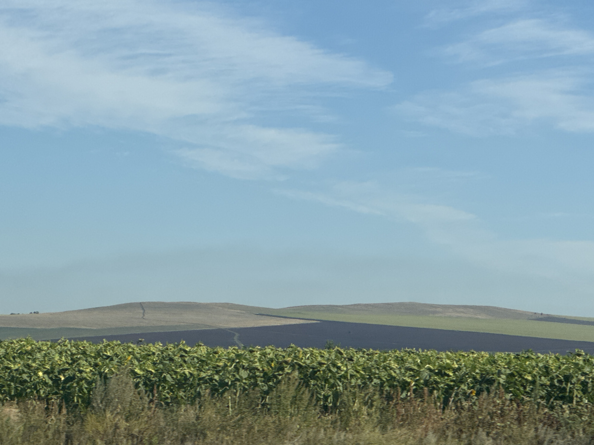 The image displays a vast agricultural landscape under a pale blue sky with wispy clouds. In the foreground, a dense field of green crops, possibly sunflowers, stretches across the lower portion of the frame. Beyond this field, rolling hills dominate the middle ground. The hills are a patchwork of different colored terrain, with some areas appearing green and others a lighter brown or tan, suggesting varied vegetation or soil types. A distinct, dark shadow cast by a ridge line snakes across the landscape, dividing the green and brown sections of the hills. A faint, winding track is visible on the lighter colored hill in the distance. The horizon is marked by the gentle curves of these hills against the expansive sky. The image appears to be a scenic view from a roadside or elevated vantage point. There are no people or structures immediately visible within the frame.
