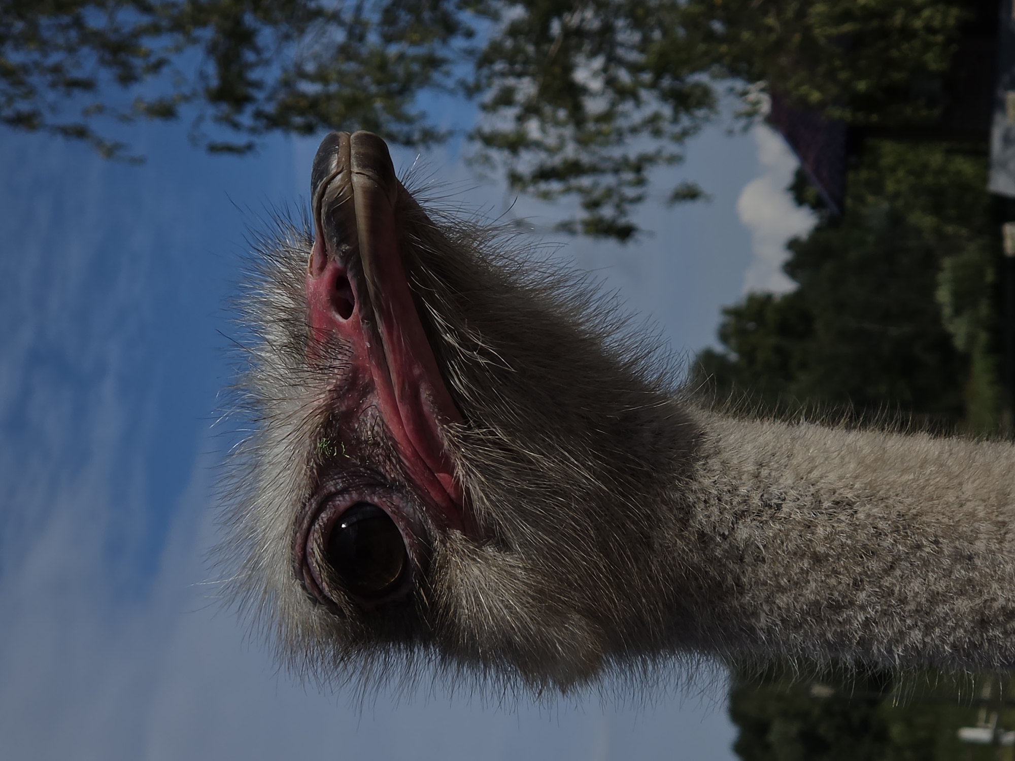 A close-up, low-angle shot captures the head and upper neck of an ostrich against a blue sky with scattered clouds and a blurred background of trees and a small building. The ostrich's head is turned to the right, with its large, dark eye prominent. Its beak is a dark, brownish-gray color, and its mouth area is a bright pinkish-red. The ostrich's head and neck are covered in light gray, fluffy feathers that transition to darker, coarser feathers lower down. The background shows lush green foliage, suggesting an outdoor environment like a park or a zoo. The lighting suggests it is daytime. The specific location in Peterhof, Russia is not determinable from the image itself.