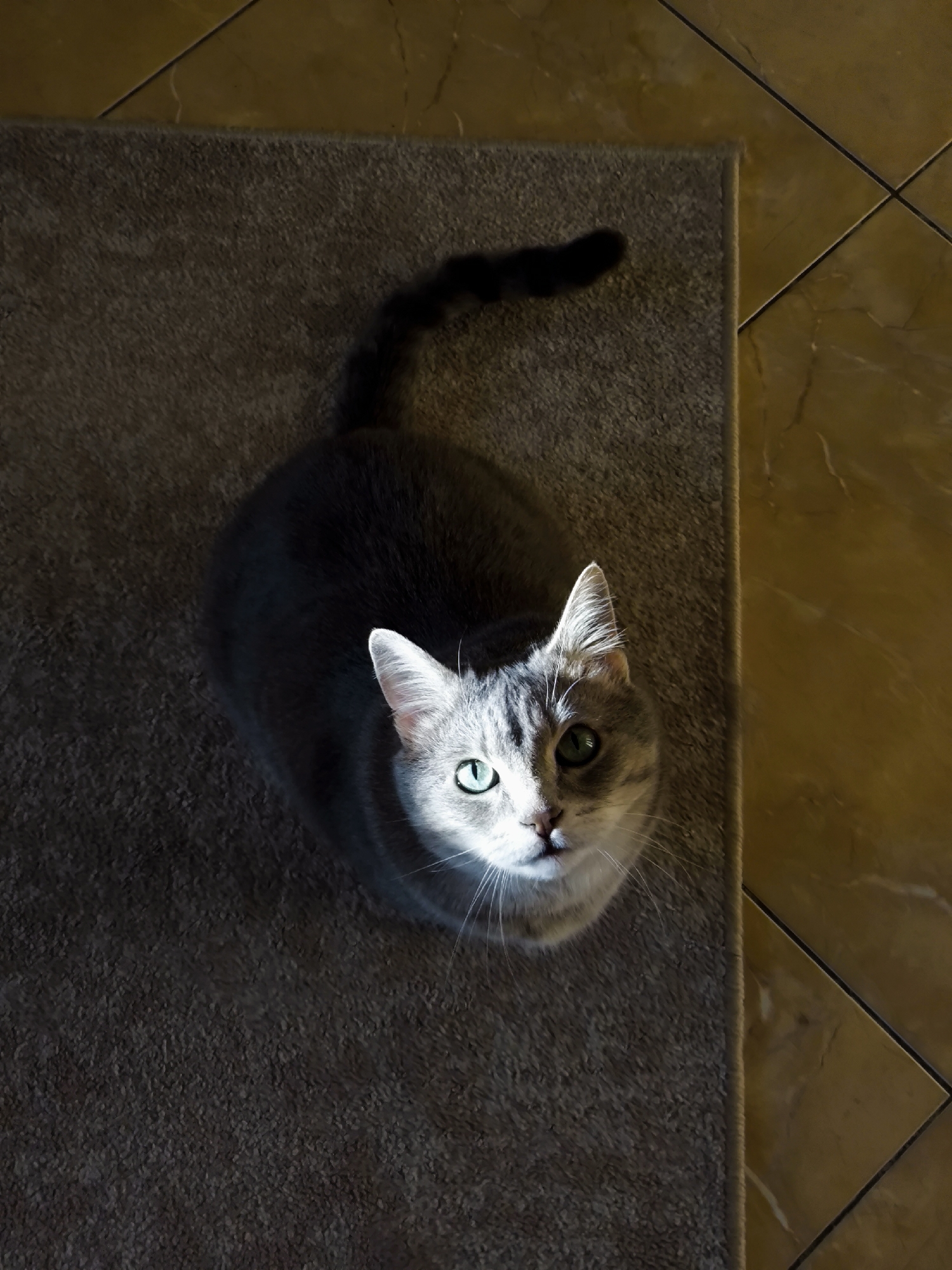 A high-angle, full shot captures a grey tabby cat sitting on a textured rug. The cat is facing upwards, looking directly at the camera with bright green eyes. Sunlight illuminates its face, creating a sharp contrast with the shadowed fur on its body. Its tail curves upwards and to the left. The rug is dark brown and appears to be a doormat or small rug, placed adjacent to a tiled floor with large, golden-brown tiles. The lighting suggests an indoor environment, possibly a home. The location is unknown.