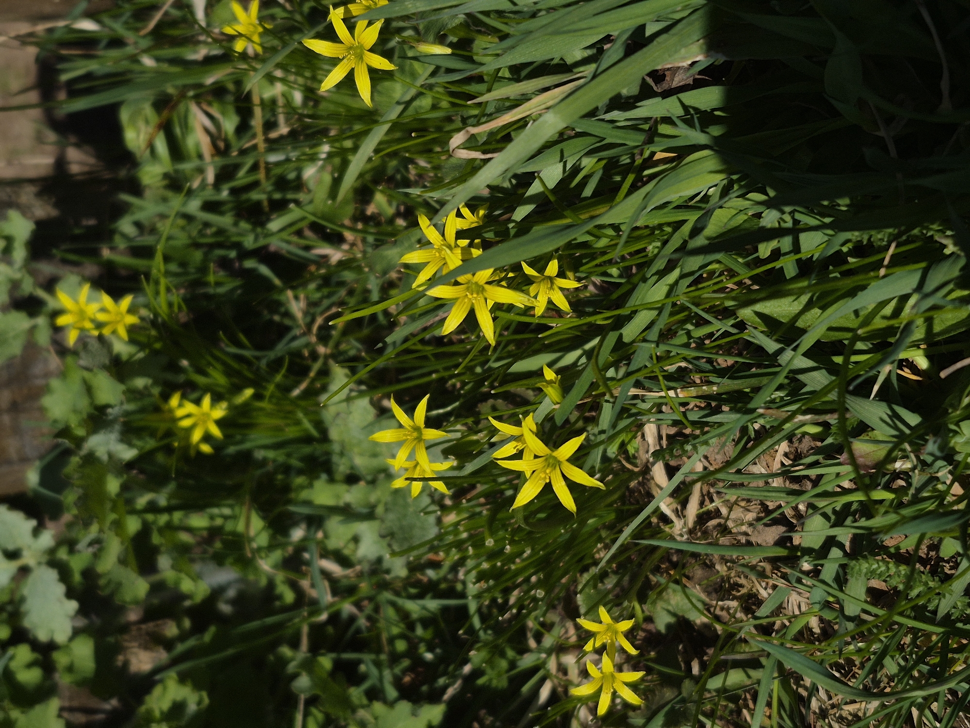 The image shows a patch of grass and other greenery with several small, bright yellow flowers with 6 petals. The location is identified as Дойная, Russia. The specific environment appears to be a garden or natural area with ground cover, grass, and the mentioned flowering plants. No people, subjects, objects, actions, or interactions are visible.
