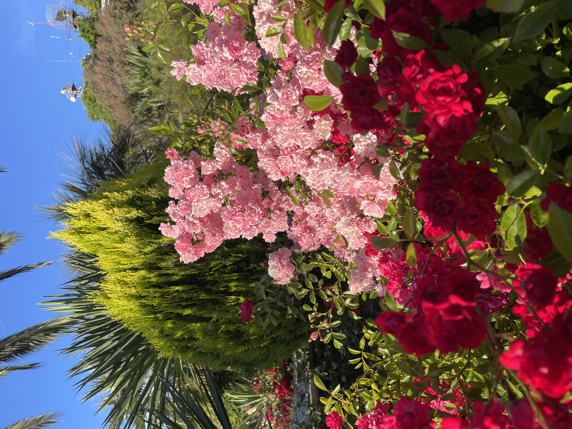 The image depicts a vibrant garden scene with a clear blue sky overhead. In the foreground, a dense cluster of pink roses dominates the frame, their delicate petals catching the sunlight. Interspersed with the pink roses are a few clusters of deep red roses, adding a striking contrast. The foliage is lush and green, providing a rich backdrop.
Behind the roses, a conical evergreen shrub with bright yellow-green foliage stands prominently. To the left of this shrub, the long, spiky fronds of a palm tree are visible, their silhouettes sharp against the sky. Further in the background, the landscape rises with more trees and vegetation, some appearing reddish-brown and others a deeper green. On the elevated terrain, several towers and antennas are visible, suggesting a distant communication or observation post.
This scene is located in the city of Sochi, Russia. The combination of lush greenery, flowering plants, and the presence of palm trees indicates a location with a warm, possibly subtropical, climate. The presence of distant towers could suggest the area is near a developed part of the city or a scenic viewpoint, possibly on one of Sochi's hills overlooking the coast or inland areas. There are no people or animals present in the image. The overall impression is one of a well-maintained garden bathed in bright daylight.