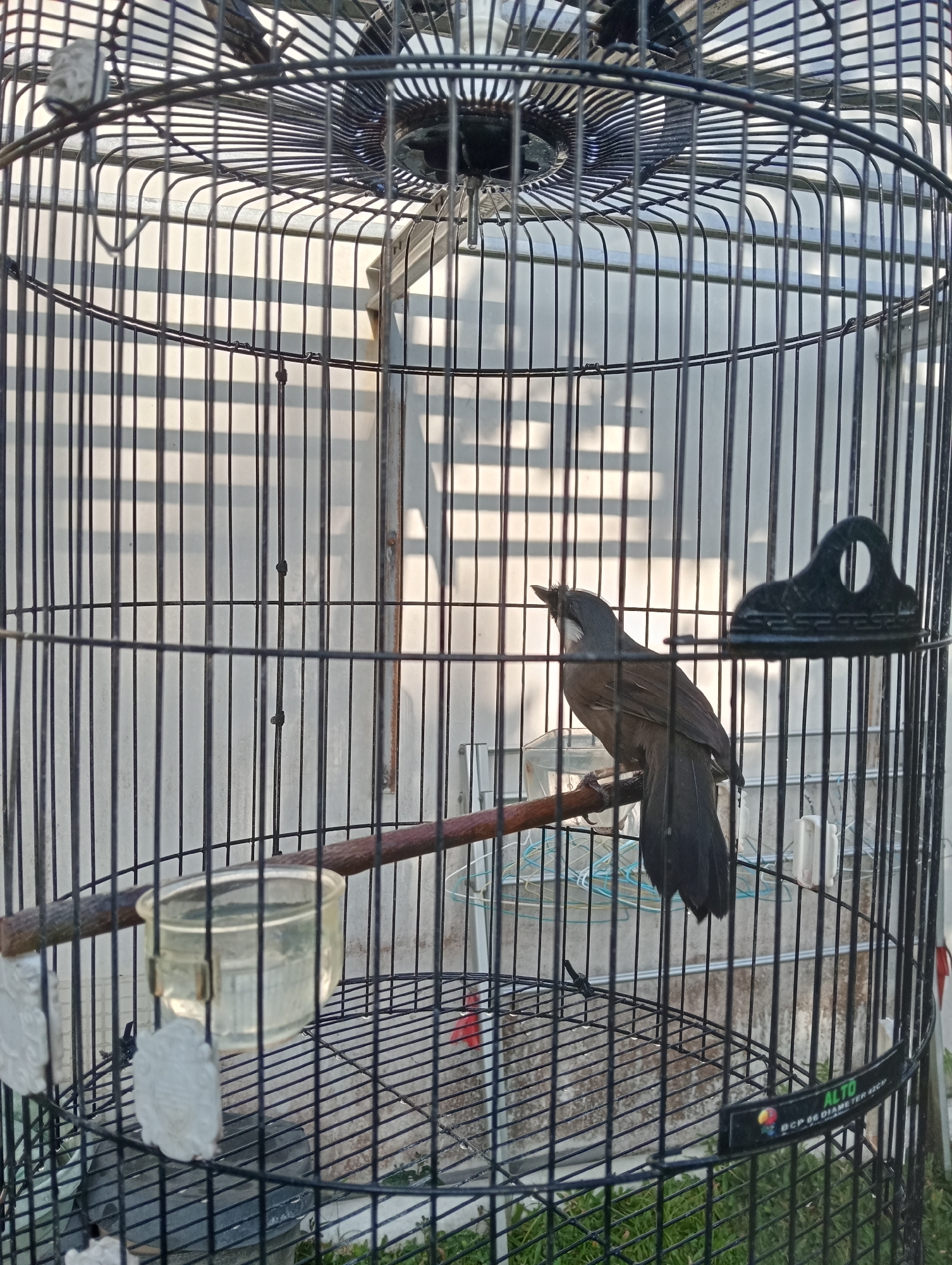 A dark-feathered bird with a white chin and crest is perched on a wooden branch inside a black wire birdcage. The cage has a circular base and a fan-like structure at the top. A clear plastic water dish is attached to the branch near the bird. The background shows a white, vertical paneled wall with horizontal shadows. The scene appears to be outdoors in Ngaglik, Indonesia, with hints of greenery at the bottom of the frame.