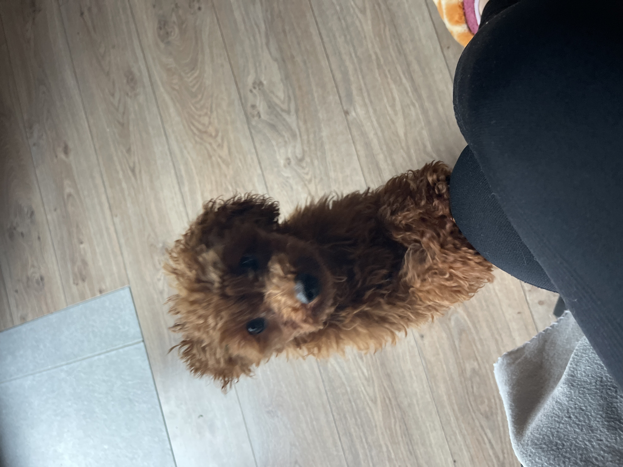 A brown poodle sits on a light brown wood-look floor. Adjacent to the dog is a person wearing black leggings and a partially visible grey towel. A glimpse of what appears to be a slipper or another object with orange and pink accents is visible in the top right corner. A gray tile is visible in the lower-left corner.
This image does not contain enough information to determine the location in the city of Sofia, Bulgaria.