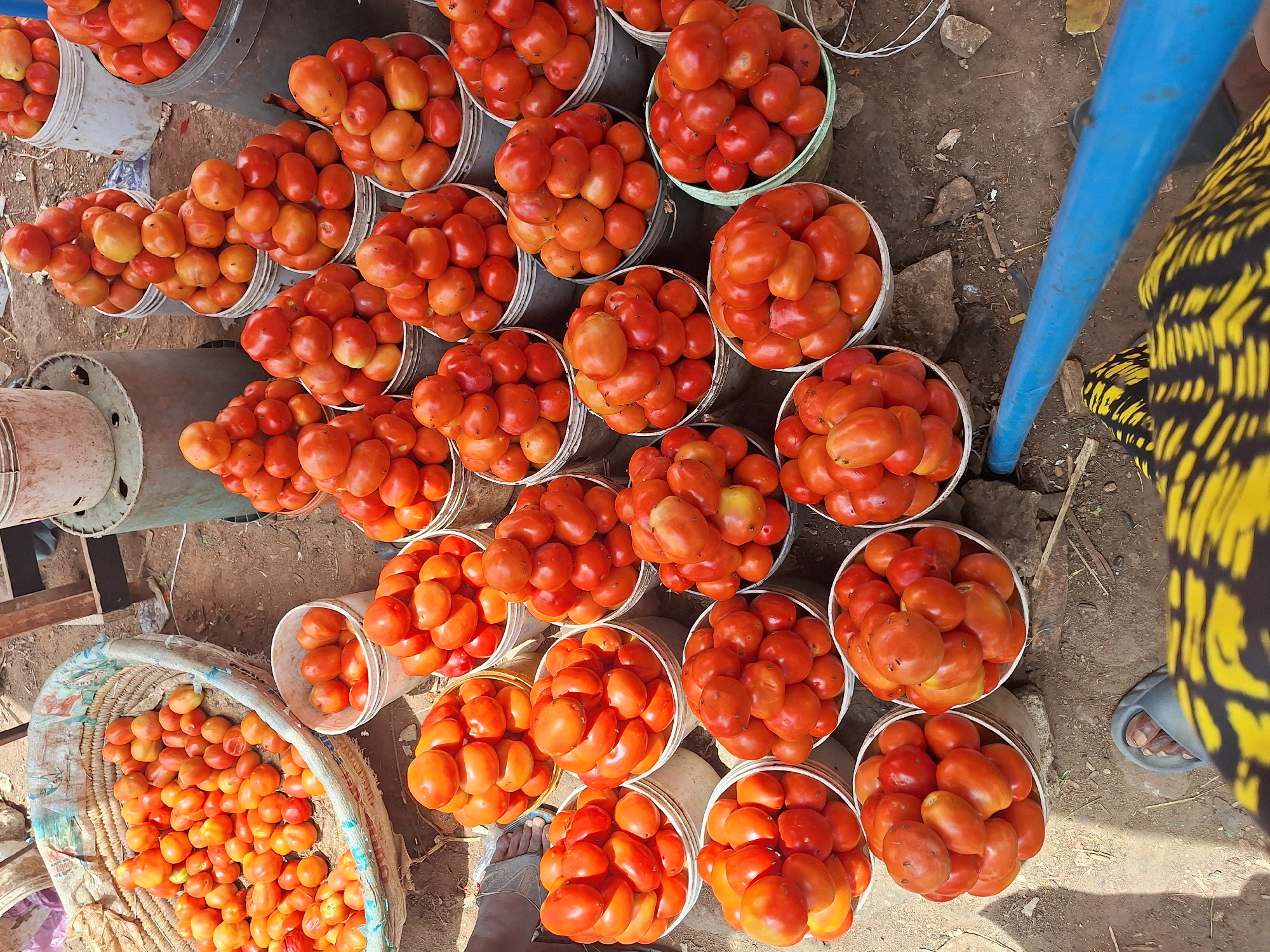 The image shows a tomato market in Maiburiji, Nigeria. Numerous white plastic buckets filled to the brim with ripe red tomatoes are arranged in rows on the ground. A large woven basket, also overflowing with tomatoes, sits to the side. A metal structure partially visible on the left may be a support for displaying goods. A blue pole stands upright near a person wearing a yellow and black patterned garment and blue sandals. Another person's feet are visible near the bottom left of the image. The ground is a mix of bare dirt and possibly concrete.