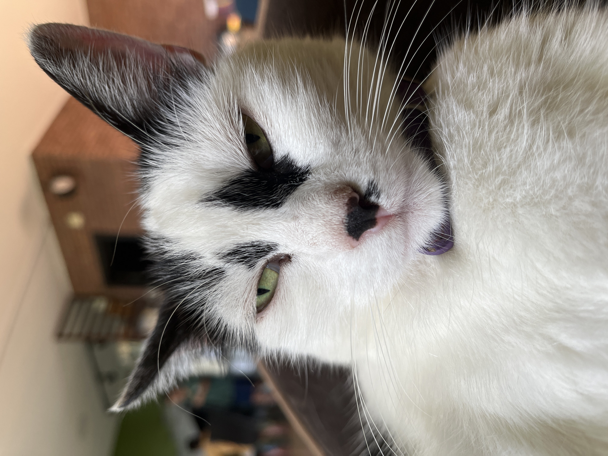 A close-up, eye-level, portrait-oriented, indoor photograph captures a black and white cat with green eyes. The cat is facing the camera, with its head slightly tilted. The cat's fur is predominantly white, with black markings on its face, ears, and a patch over its left eye. It is wearing a purple collar. The background is blurred and appears to be an indoor setting with muted colors. In the far background, there are hints of people and architectural features, possibly a wall with a clock and a window. The lighting is natural and soft, illuminating the cat's face. The image is sharp and detailed, focusing on the cat's facial features and fur. There is no evidence to suggest the location is Ureki, Georgia.