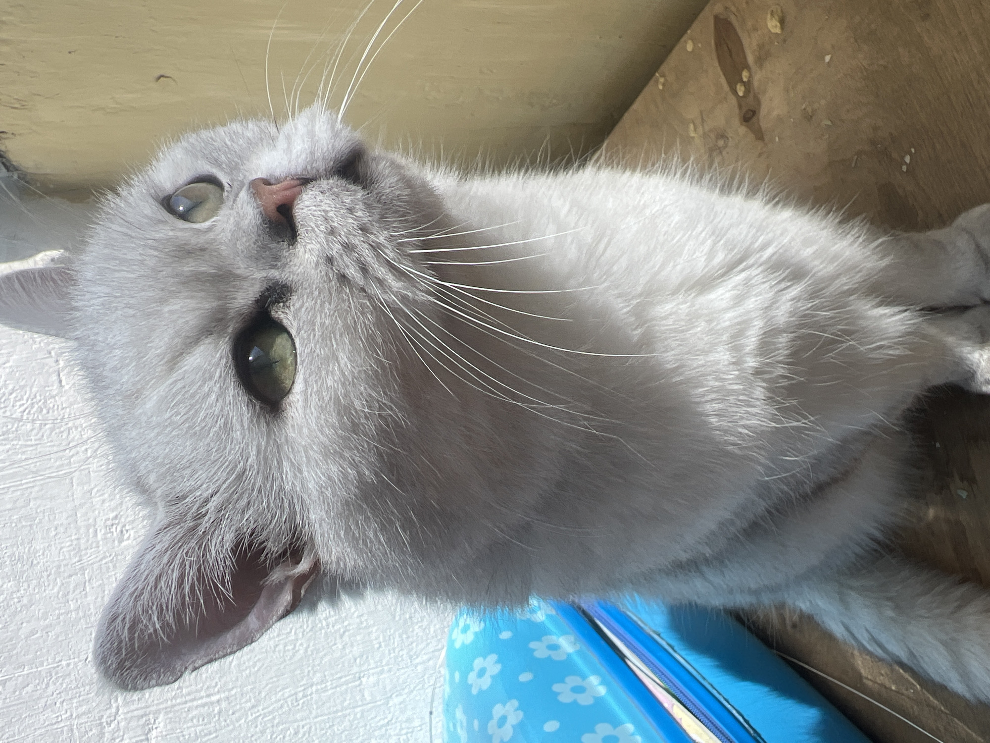 A light gray cat with green eyes is lying on its back, looking up at the camera. The cat is on top of a light blue object with white flower designs and what appears to be a desk or table. The room is lit by sunlight. The location is unknown.