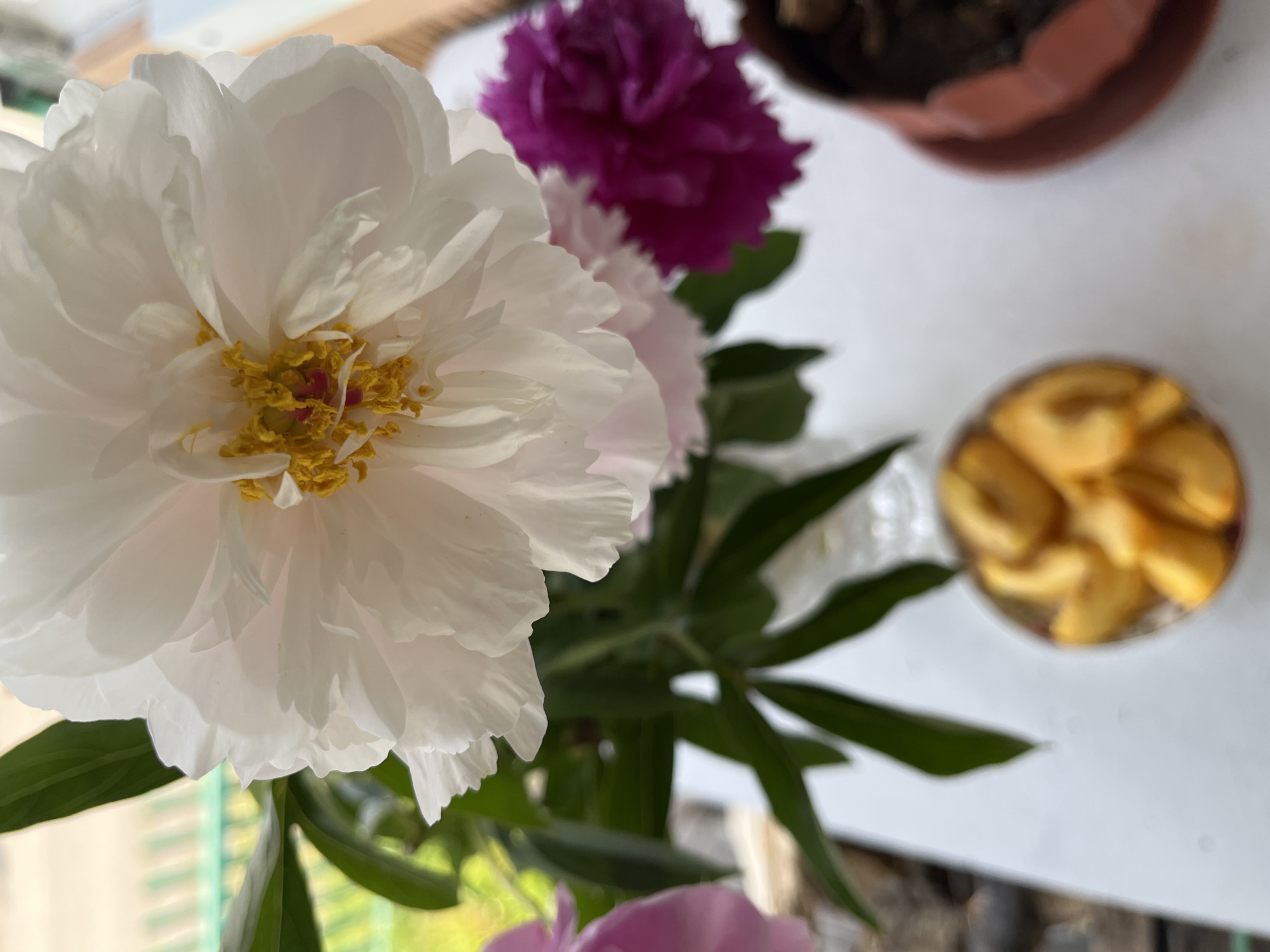 The image shows a close-up view of several peonies in a vase, set against a blurred outdoor background. In the foreground, a small glass dish filled with what appears to be sliced peaches or apricots is out of focus. Behind the flowers, a green fence can be seen, suggesting an outdoor setting. The overall impression is a still life composition with a focus on the delicate beauty of the flowers. There is no indication of the specific location within Petropavlovsk-Kamchatsky, Russia. The scene is static and depicts a floral arrangement and some fruit.