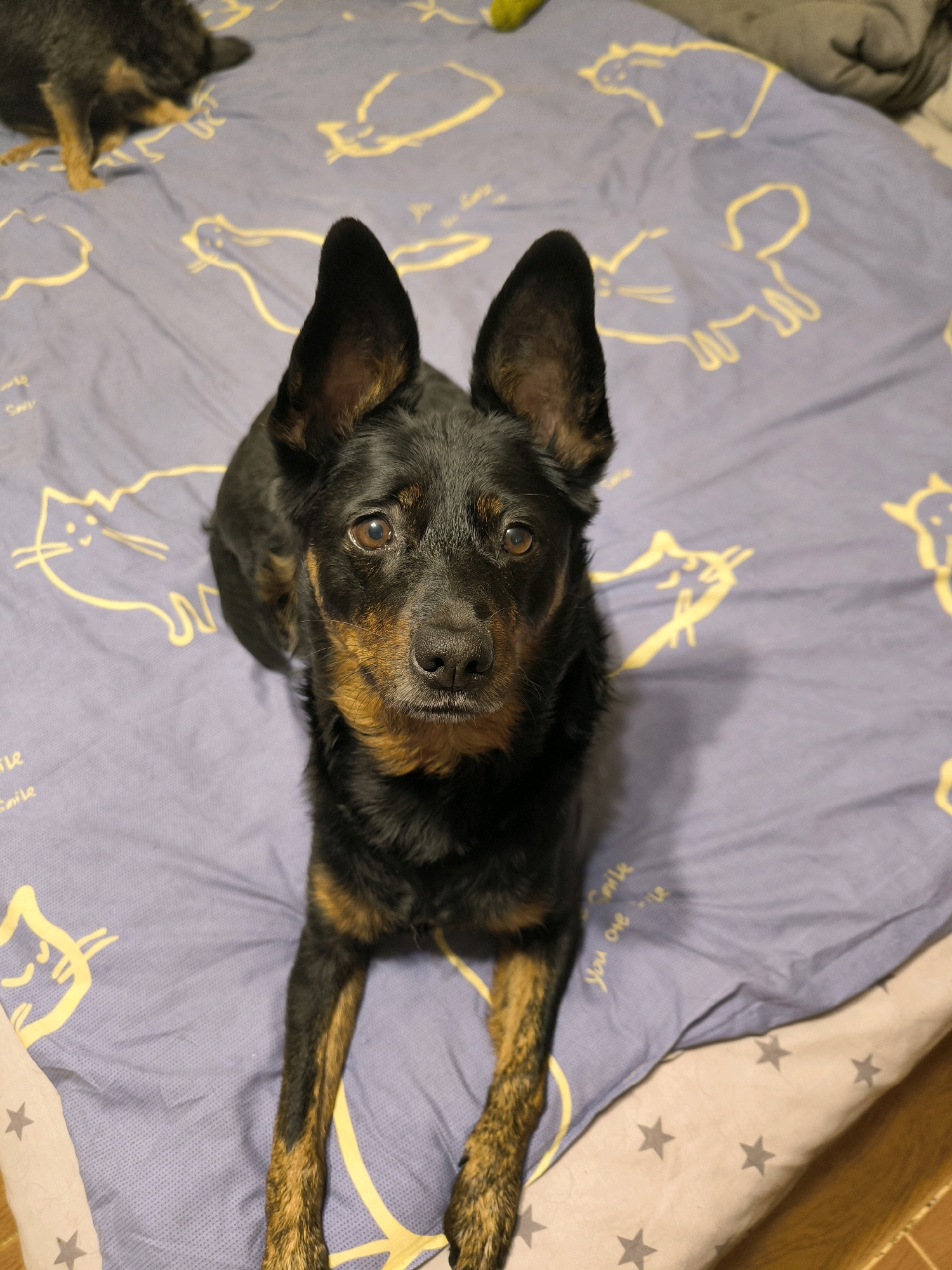 A medium-shot vertical photo shows a black and tan dog with large, erect ears sitting on a light purple bedsheet. The bedsheet has a pattern of yellow cat outlines and some faint yellow text. The dog is facing the camera, its head tilted slightly to the left, and its eyes are looking directly at the viewer. The dog's fur is black on its back and head, with tan markings on its face, chest, and legs. Its legs are extended in front of it. In the upper left corner, out of focus, another dog can be seen. The background is the bedsheet, which is slightly wrinkled. The lighting appears to be from an overhead source, casting a subtle shadow on the dog's face. The image is cropped to focus on the dog, with the edges of the bed and a hint of a pillow visible at the bottom. The overall scene suggests a domestic setting. No information is provided to indicate the location in Mykolaiv, Ukraine.