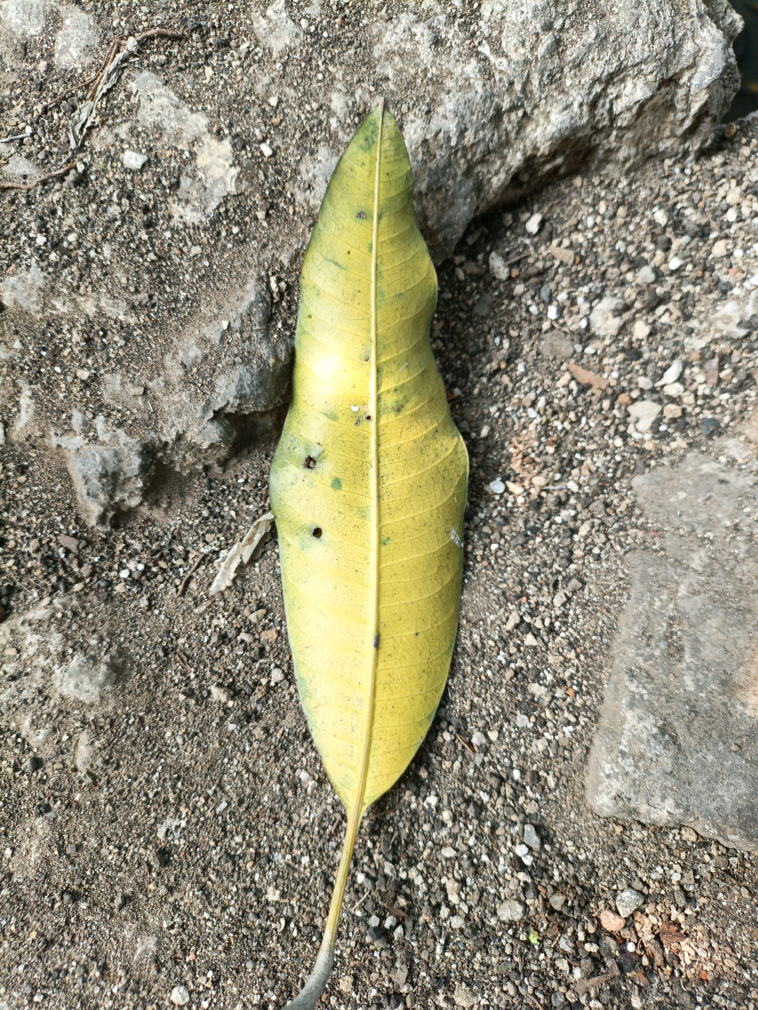A single, yellowed, elongated leaf with visible veins lies on a surface of gravel and small stones. The leaf is positioned vertically in the center of the frame. To the left and top of the leaf, a rough, gray rock formation is visible. The ground appears to be a mixture of soil and small pebbles. The lighting suggests it is daytime. There is no indication of the city of West Jakarta, Indonesia in the image.