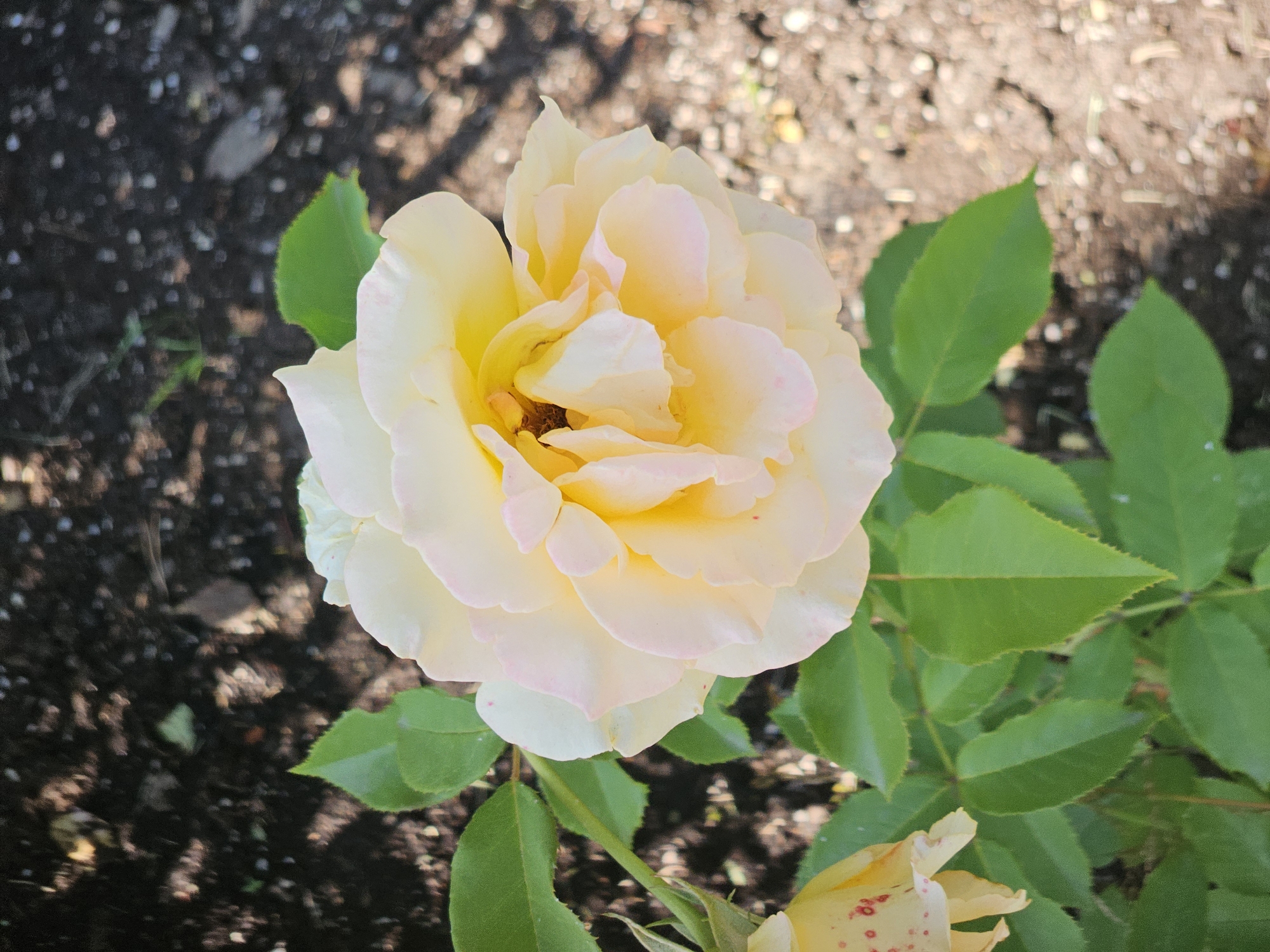 A close-up, eye-level shot shows a pale yellow rose in bloom. The rose is the primary subject, filling the center of the frame. Its petals are soft and layered, with delicate pink blush on the edges of some. The flower is set against a dark, out-of-focus background of soil and sparse vegetation, typical of a garden setting. To the left, a portion of another, smaller yellow rose, partially obscured by green leaves, is visible. The leaves are a vibrant green and appear healthy. The lighting suggests it is daytime, with sunlight dappling through unseen foliage, creating soft shadows on the ground. This scene could be found in any garden, park, or botanical setting within Moscow, Russia.