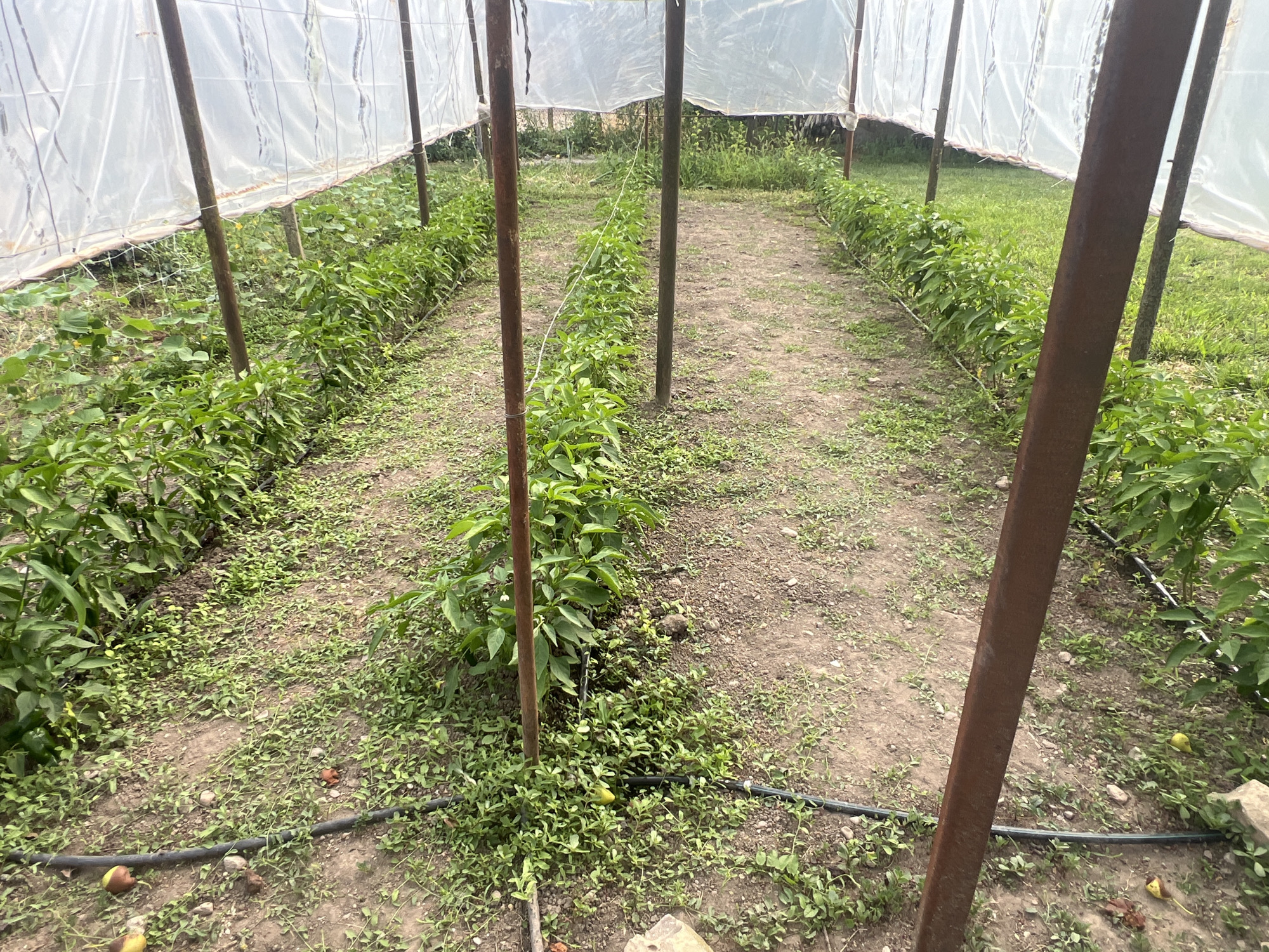 This media file depicts the interior of a simple greenhouse structure made of wooden poles and covered with translucent plastic sheeting. Inside, rows of healthy green plants, likely peppers, are neatly planted in the soil. The plants are lush and appear to be in a growth phase, with some small white flowers visible on a few of them. A black drip irrigation hose runs along the ground between the rows, suggesting a system for watering the crops. The ground is a mix of soil and gravel, with scattered small weeds growing between the cultivated plants. In the foreground, some fallen fruit, possibly apples or pears, are visible on the ground. The overall scene suggests a rural agricultural setting, likely a garden or small farm. The lighting appears natural, indicating it was taken during daylight hours, and the weather seems mild, allowing for the use of the plastic sheeting as a cover without extreme heat or cold. The setting is identified as Ohrid, Bulgaria. There is no visible text in the image.