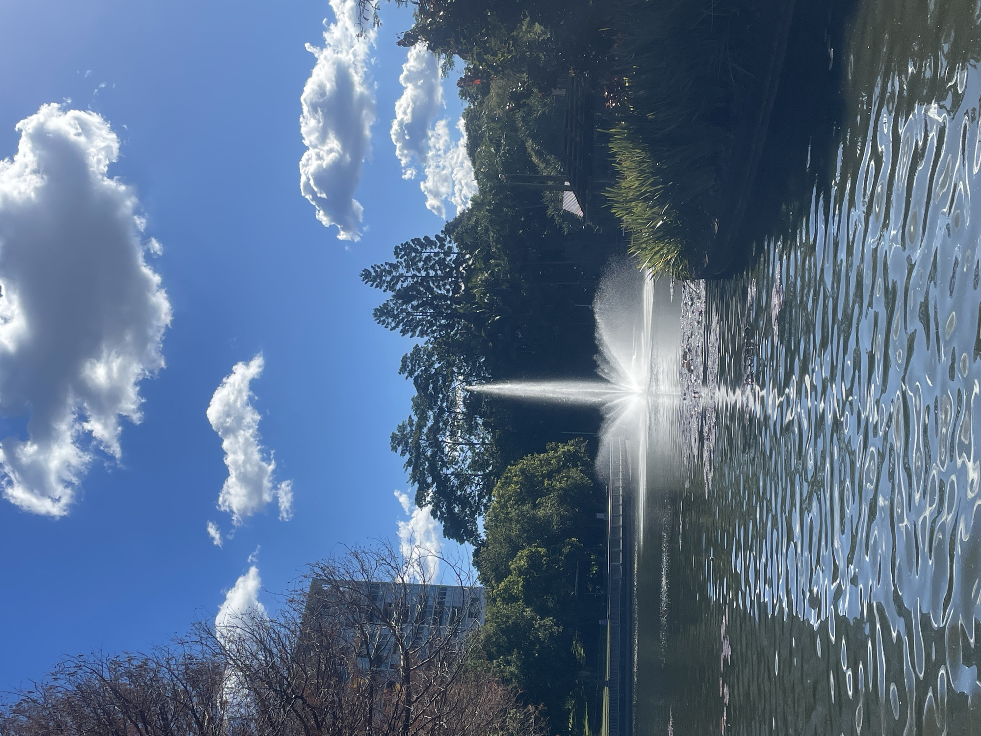 The image captures a serene park scene, likely within Brisbane City, Australia, on a bright, sunny day. The foreground is dominated by a calm body of water, possibly a lake or pond, with gentle ripples reflecting the sunlight and the blue sky above. Scattered lily pads dot the surface of the water. In the center of the water, a powerful fountain sprays a tall, misty plume upwards, creating a dazzling effect with the sunlight.
The midground features a well-maintained park area. A walkway or bridge is visible along the edge of the water. Lush green trees and foliage form a dense backdrop, with some taller trees standing out. A modern, multi-story building is partially visible on the left side of the frame, peeking through the bare branches of a deciduous tree, suggesting a blend of urban and natural elements. On the right side of the midground, a cluster of tall, spiky plants adds texture to the landscape. In the background, more trees and a gently sloping hill can be seen, with a small rustic structure with a tin roof nestled amongst the foliage.
The sky is a vibrant blue, punctuated by fluffy white cumulus clouds, indicative of good weather. The overall impression is one of a peaceful, well-kept public space, ideal for relaxation and enjoying nature within an urban setting. There are no people visible in the image.