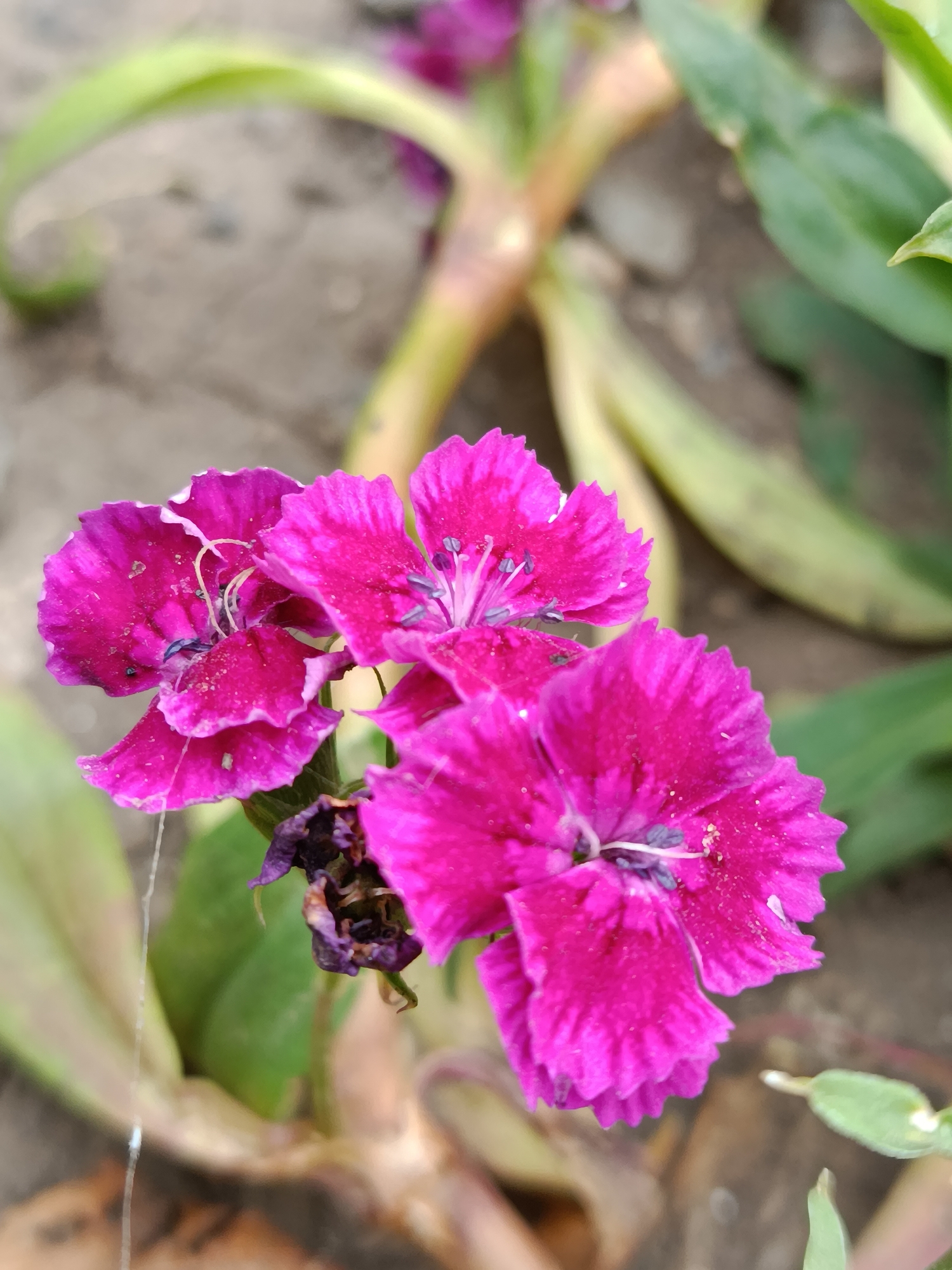 The image is a close-up, eye-level shot of several vibrant pink Dianthus flowers in bloom, set against a blurred background of green foliage and earth. The flowers are the primary subject, with their delicate, fringed petals clearly visible. The focus is sharpest on the cluster of flowers in the foreground, revealing intricate details like the purple stamens and fine white filaments. One flower at the bottom center is partially withered, displaying darker, dried petals. The surrounding environment suggests an outdoor garden setting, with out-of-focus green leaves and stalks of the plants providing a soft backdrop. The overall impression is one of natural beauty and delicate detail. The image was taken in Lotskyne, Ukraine.