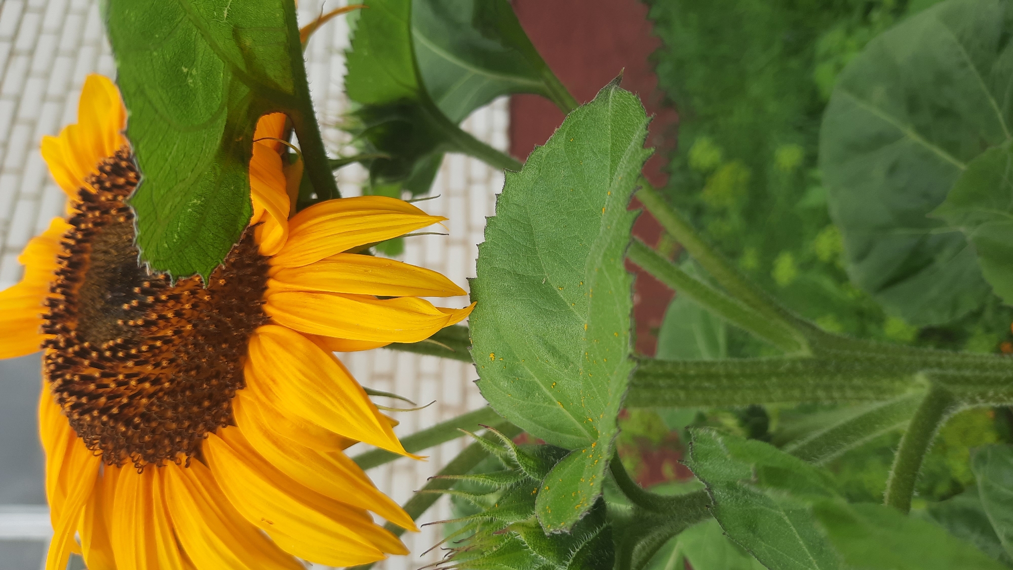 In this close-up photograph, a vibrant sunflower with bright yellow petals and a dark brown center dominates the upper portion of the frame. The flower is partially obscured by a large, green leaf in the foreground. The leaf has a serrated edge and is dotted with small, yellow specks, possibly pollen or dew. Below the sunflower, the thick, hairy stem is visible, branching out to support other leaves and a developing bud, also covered in fine hairs. The background consists of a blurred brick wall, suggesting an outdoor setting, possibly a garden or yard. The overall impression is one of natural beauty and growth, captured in a moment of close observation. The image's origin from Shklov, Belarus, is a factual piece of information not visually discernible within the photograph itself.