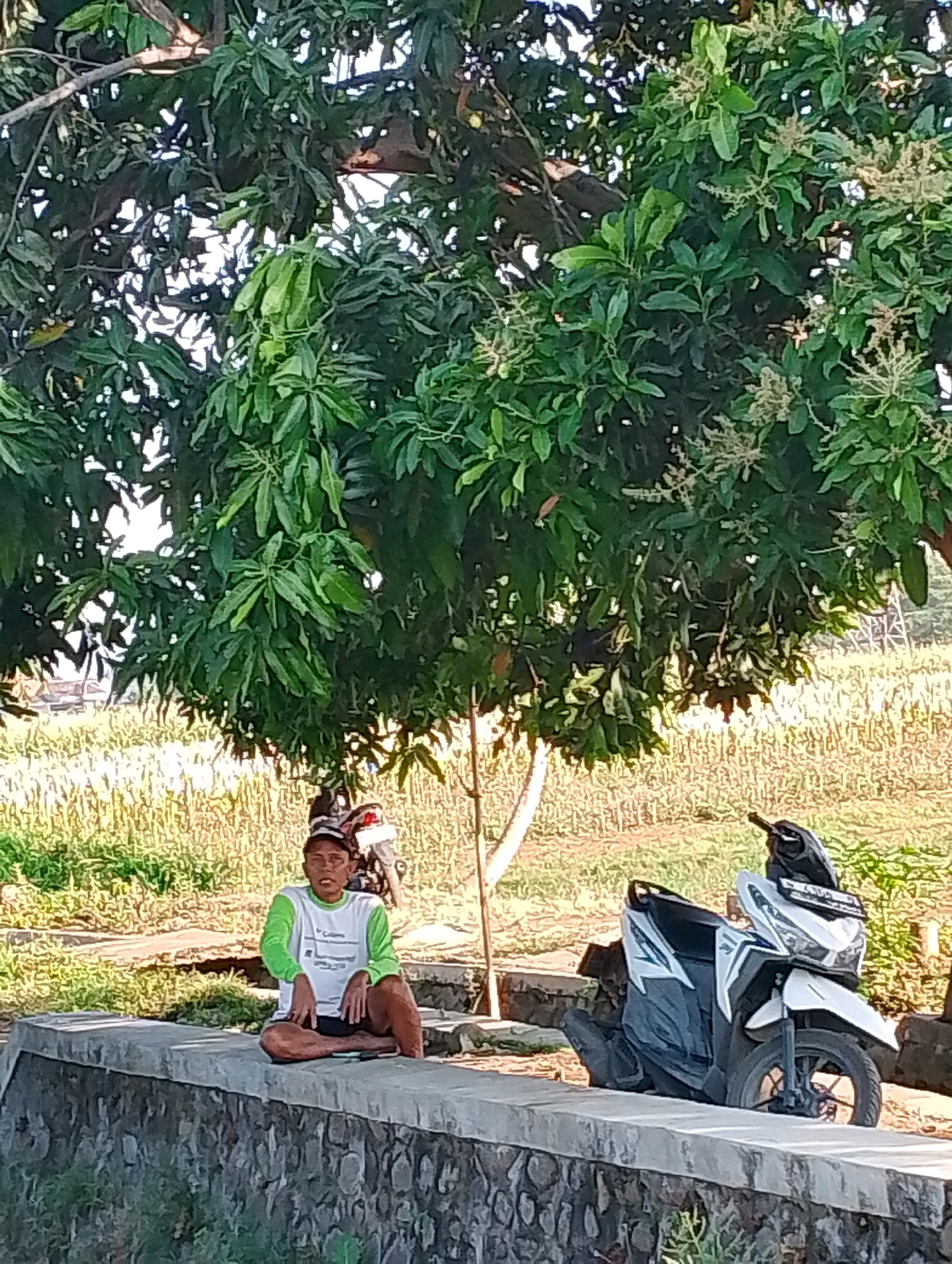 The image depicts a young man sitting on a stone wall under a large tree. He is wearing a white long-sleeved shirt with green accents and dark shorts. His legs are crossed, and his hands are resting on his lap. To his right, a white and blue scooter is parked. The background features a field of crops, likely corn, with dry vegetation and some greenery. The scene appears to be in an outdoor, rural setting. The lighting suggests it is daytime, possibly late afternoon. The presence of the scooter and the style of clothing suggest this scene could be located in Indonesia, potentially in a rural area outside of Probolinggo.