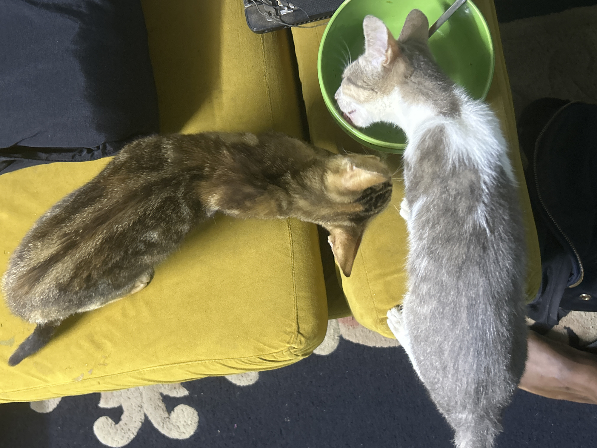 Two domestic cats are present in the image. One cat, with tabby markings, is lying on a bright yellow couch. Another cat, primarily grey and white, is positioned on a lower level, possibly another part of the couch or a cushion, and is actively eating from a bright green bowl with a metal utensil. The background includes a dark rug with a white circular pattern, and a dark blue upholstered object, possibly a cushion or the back of the couch. A black shoe with visible wires is also present on the right side of the frame. The image appears to be taken indoors, in a residential setting. There is no discernible information in the image that would indicate a specific location within Lagos, Nigeria.