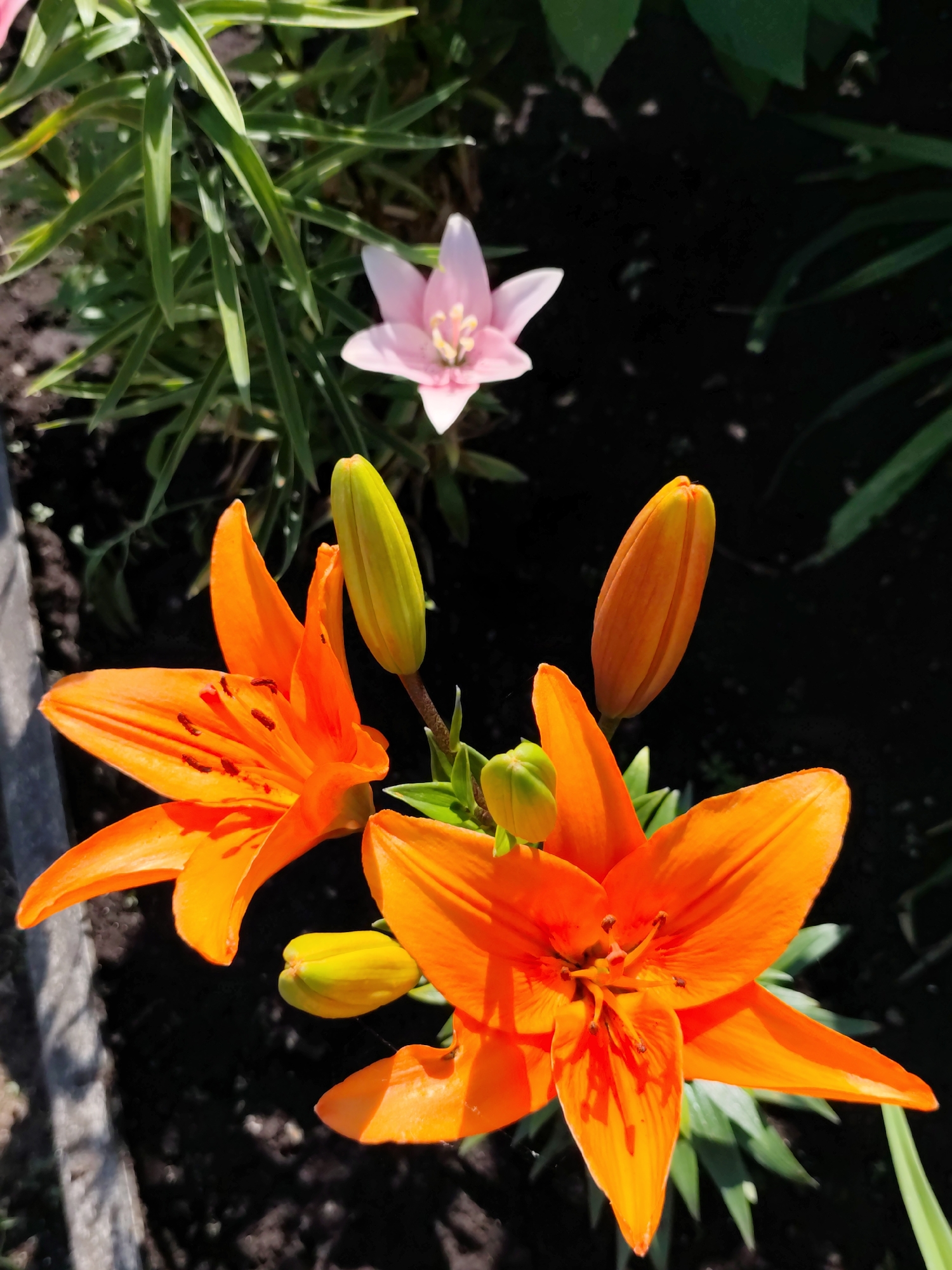 This is a close-up, eye-level photograph of several lily flowers in a garden setting, likely in Komsomolsk-on-Amur, Russia, given the typical flora found in temperate climates. The primary focus is on a cluster of vibrant orange lilies, with one fully bloomed flower showcasing its prominent stamens and speckled petals. Two buds of the same orange hue are also visible, one pointed upwards and another slightly to the side, hinting at future blooms. In the background, a delicate pale pink lily is in full bloom, contrasting with the fiery orange. Surrounding the flowers are lush green lily leaves and dark soil, suggesting a well-maintained garden. The sunlight casts strong shadows, highlighting the textures and dimensionality of the petals and leaves. The image appears to be taken during daylight hours in a natural outdoor environment.