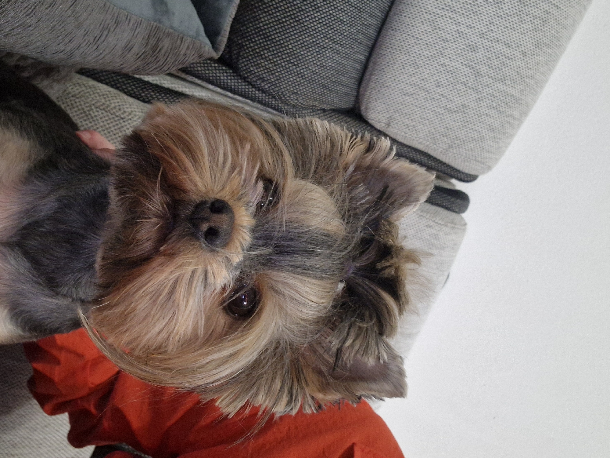 A close-up shot features a Yorkshire Terrier dog. The dog has a mix of brown and gray fur. The dog is located on a person wearing an orange top on an indeterminate place in the city of Unknown, Unknown. The background includes gray and black sofa cushions.