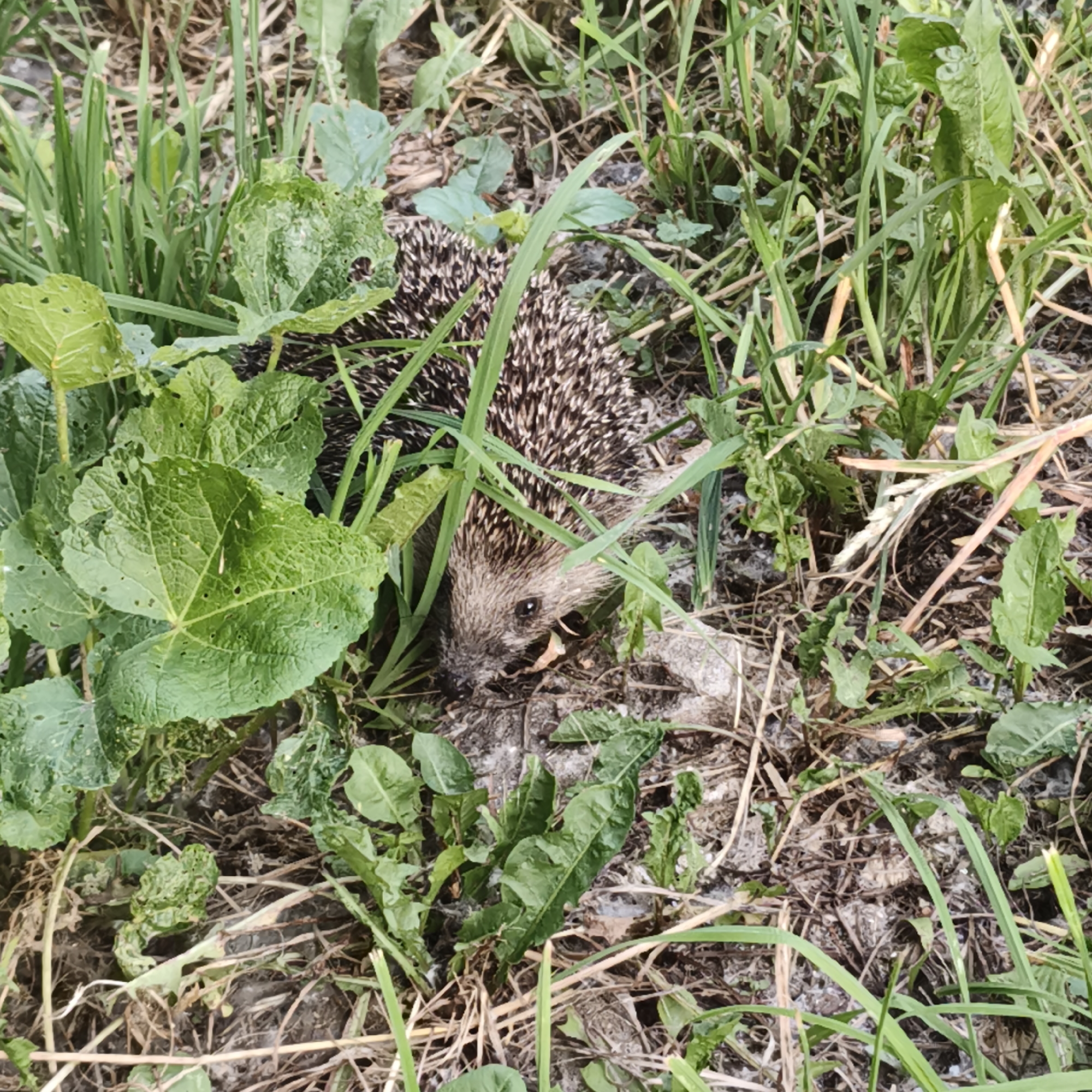 An adult hedgehog is partially hidden in green foliage and dry grass on the ground. The hedgehog is facing forward, with its snout slightly visible. Its quills are a mix of brown and white. The environment is outdoors, with dirt and plant debris on the ground. The image appears to have been taken in Chaikovsky, Russia.