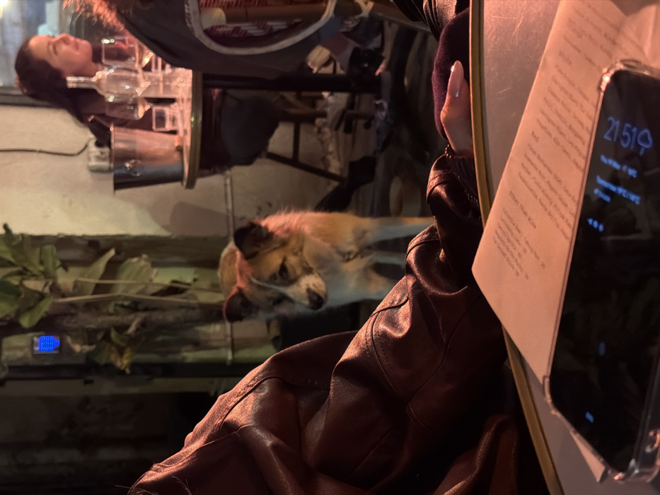 The image depicts an outdoor dining scene at night in Tel-Aviv, Israel, indicated by visible Hebrew text on a menu.
In the immediate foreground, the left side shows the shoulder and arm of a person wearing a brown or maroon leather-like jacket. On a light-colored table, a white menu with printed text in Hebrew and English is partially obscured by a black smartphone in a clear case, displaying "21:51" and "100%". To the right, a human hand with a ring on one finger rests on the table.
In the midground, a medium-sized dog with tan, white, and brown fur markings and a thin collar stands on the ground, facing left with a slight downward gaze. Behind the dog, a woman with dark hair, wearing a dark jacket, is seated at a small, round bistro-style table. She is smiling and looking towards the right. On her table are a metal ice bucket, a clear wine bottle, and two wine glasses. A dark stool is visible under her table.
The background features a light-colored wall, a large-leafed plant, and a small blue light fixture. The environment is dimly lit by artificial sources, creating an evening ambiance.