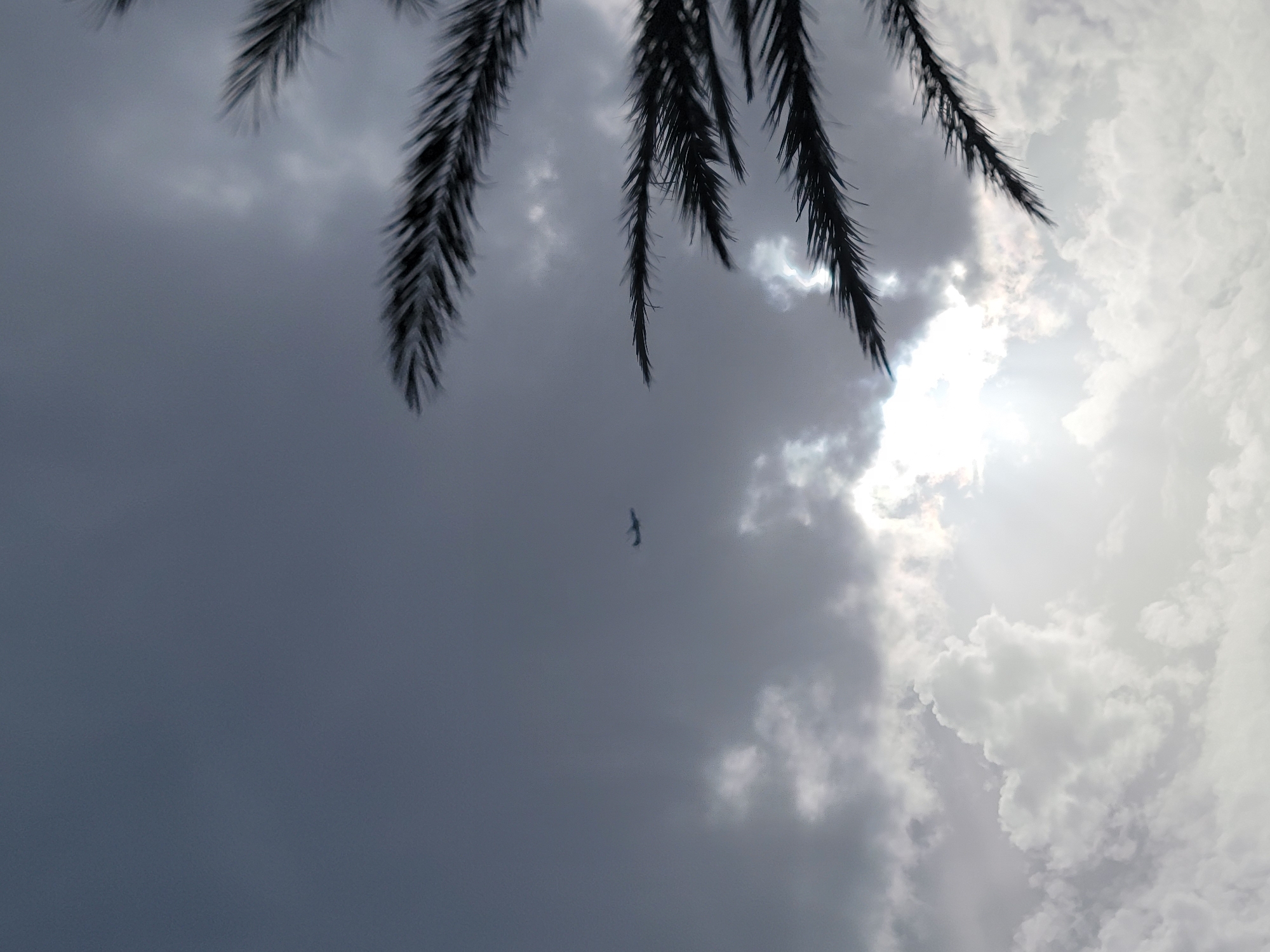In Quarteira, Portugal, an airplane is seen in the sky above a palm tree. The sky is cloudy and dark, with the sun peeking through the clouds. The palm tree's fronds are silhouetted against the sky. The airplane is small and appears to be in flight.