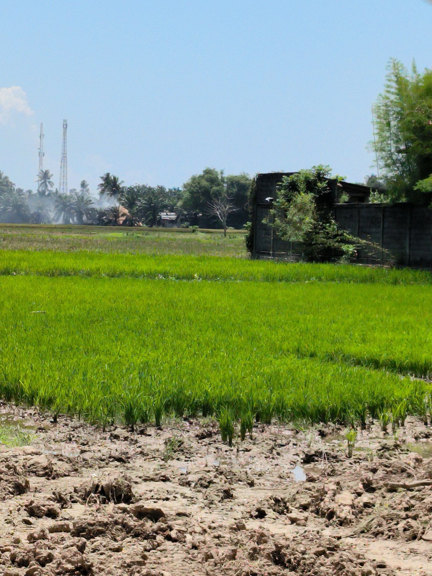 The image depicts a lush, green rice paddy in Putoh Sa, Indonesia. In the foreground, muddy, uneven terrain leads to the field of young rice plants. In the midground, the vivid green rice stretches towards a background featuring palm trees, other vegetation, and some residential structures. Two tall communication towers are visible in the distance, with a hazy or smoky atmosphere around them. To the right, a concrete structure partly obscured by foliage adds a contrasting element to the natural landscape. The sky is blue and mostly clear.