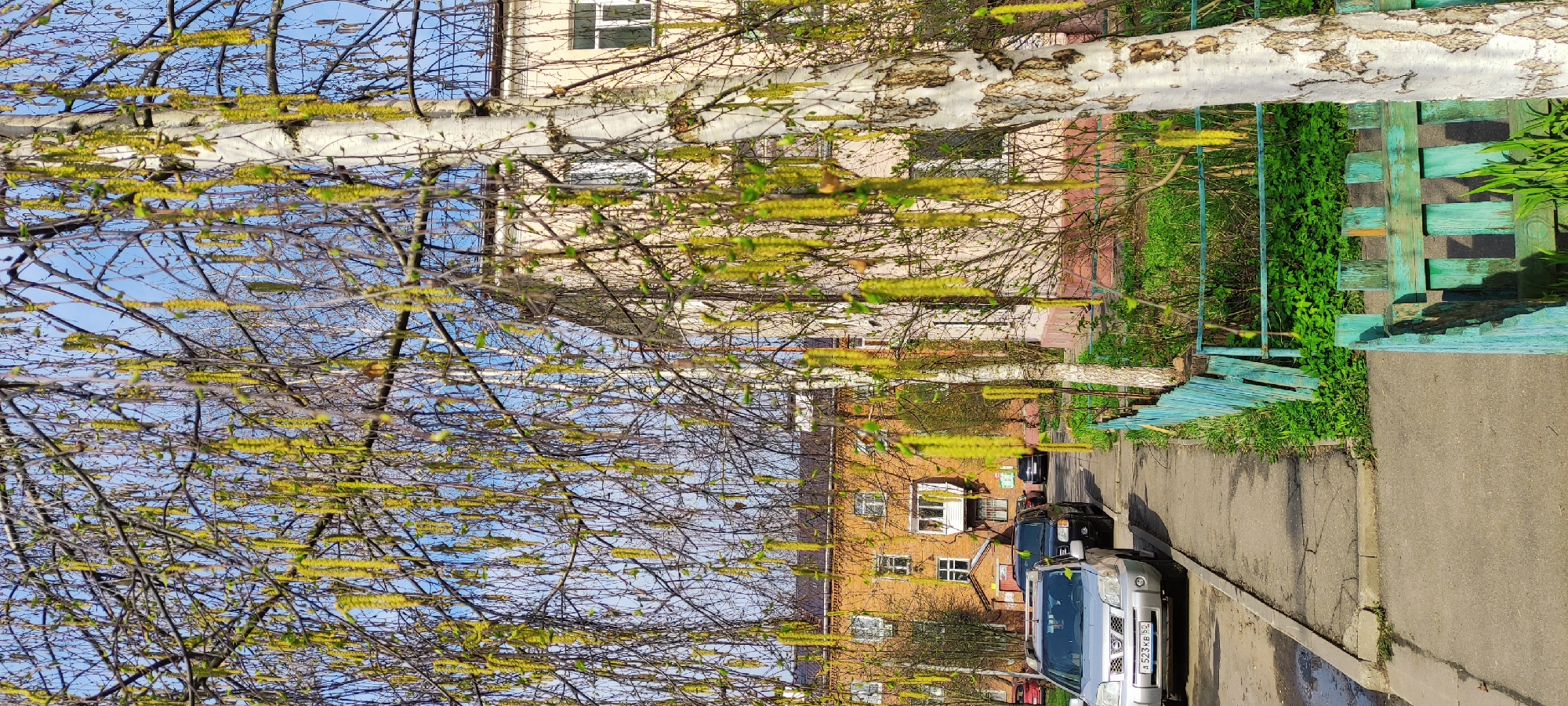 This image captures an early spring street scene in an urban or suburban setting, viewed through the branches of several birch trees. The main perspective is looking down a paved street with residential buildings in the background.
In the foreground, numerous birch tree branches crisscross the frame, heavily laden with elongated, yellowish-green catkins and hints of newly emerging, light green leaves. The distinctive white, peeling bark of the birch trunks is prominent, appearing horizontally across the scene. Below the trees, a paved road or sidewalk runs along the left, with a curb separating it from a strip of green grass and a weathered wooden fence, painted in shades of light blue and teal. This fence is partially overgrown with vibrant green vegetation.
Several cars are parked along the side of the road. Most notably, a silver Nissan X-Trail SUV is visible in the mid-ground, facing right. Its license plate clearly displays the text "A 523 KB 52". Other dark-colored vehicles are parked further down the street.
In the background, multi-story residential buildings are visible under a clear, bright blue sky. One building is light-colored (beige/cream), while another appears to be constructed of reddish-brown brick, both featuring numerous windows and some balconies. The scene is illuminated by bright sunlight, casting subtle shadows and indicating a clear day. The abundance of catkins and budding foliage firmly places the time of year in early spring. The overall impression is that of a calm, everyday street in Fryazino, Russia.