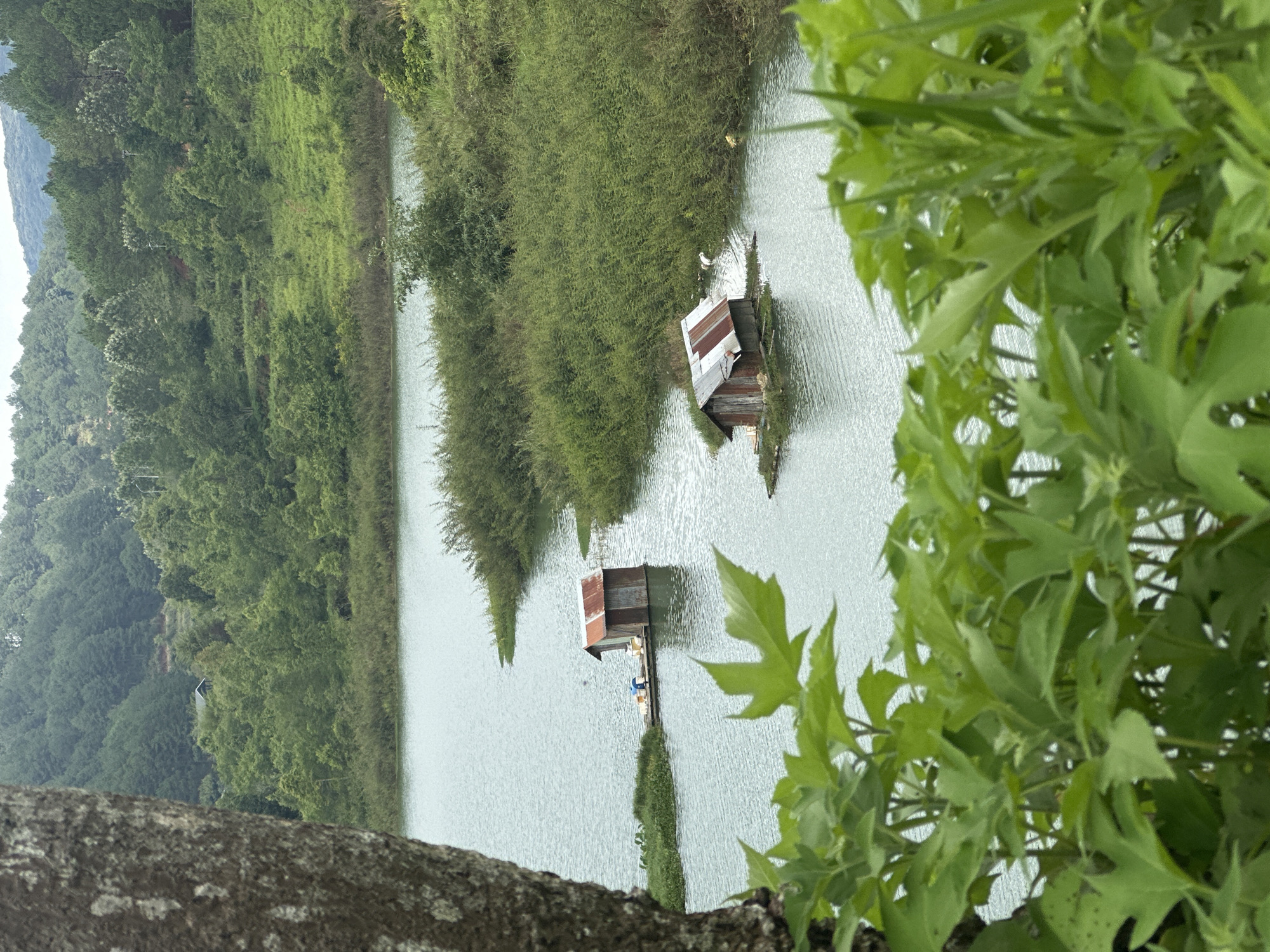 The image shows a lake or reservoir in Da Lat, Vietnam, with a view partially obstructed by green foliage in the foreground. The water is calm with light ripples. Two dilapidated structures are partially submerged in the water. The structures have rusty corrugated metal roofs. Lush green vegetation covers the surrounding shoreline. A forested hill is visible in the background. The scene appears to be overcast, with diffused lighting. A rough, dark-colored surface, possibly a tree trunk or rock, is present in the extreme lower left corner of the image.