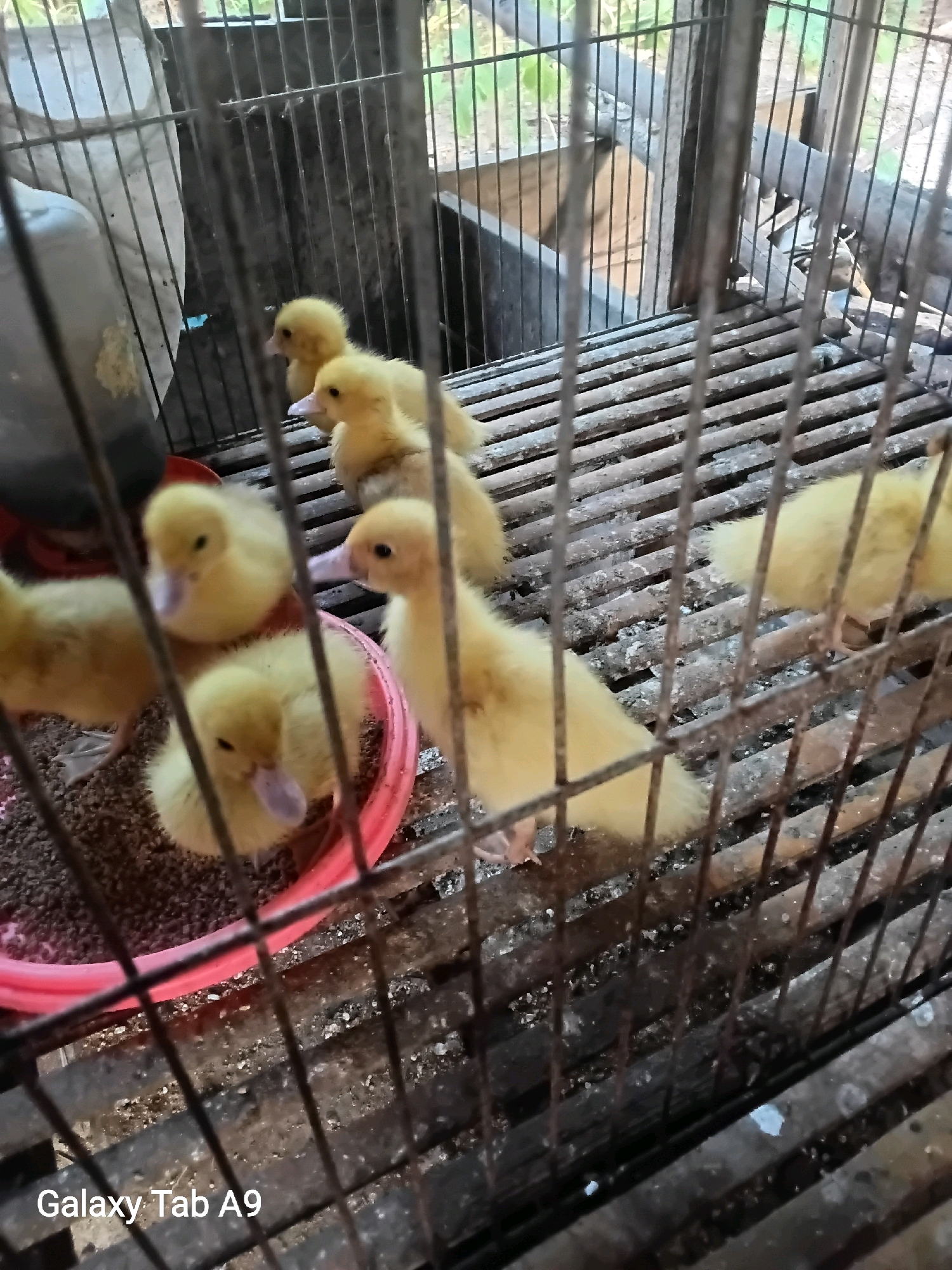 A group of at least five fluffy yellow ducklings are clustered together inside a metal cage. The ducklings are mostly focused on a pink food bowl filled with dark feed. The cage appears to be made of metal bars and has a slatted floor. In the background, there's a glimpse of what might be foliage and possibly other animal enclosures or structures. The scene suggests a farm or animal husbandry setting. The bottom left corner of the image displays the text "Galaxy Tab A9". The image was taken in Trenggalek, Indonesia.