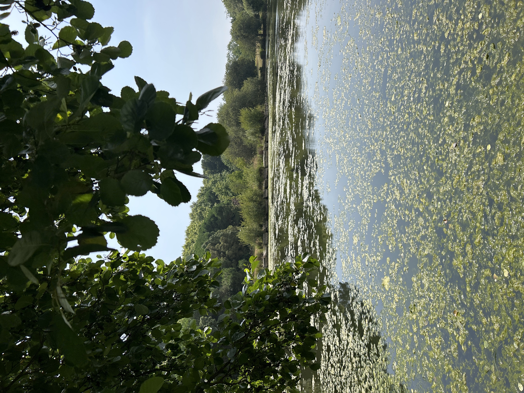 This is a photograph of a serene lake, likely in Porto, Portugal, on a clear day with abundant sunlight. The foreground is dominated by lush green foliage from a tree, its leaves casting dappled shadows on the water. The lake's surface is partially covered with a vibrant green algae bloom, with patches of clearer water reflecting the sky and surrounding trees. Beyond the lake, a dense line of trees forms the background, with a variety of green foliage and varying heights, suggesting a park or natural reserve setting. The sky is a pale blue, indicating fair weather. There are no people or animals visible in the image, and no discernible human activity is taking place. The overall impression is one of natural beauty and tranquility.