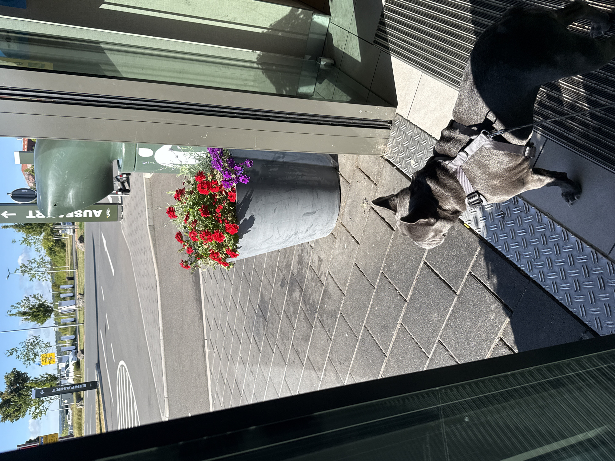 In Werther, Germany, a grey French Bulldog wearing a grey harness stands on a textured metal plate next to a building entrance with glass doors. The dog is facing away from the camera, looking towards a street scene. In the background, a large gray planter holds red and purple flowers. Beyond the planter, a paved road is visible with lane markings and signage. A green object, possibly a waste bin or a piece of public art, is situated near the entrance. The scene is bathed in sunlight, casting shadows on the ground and the building.