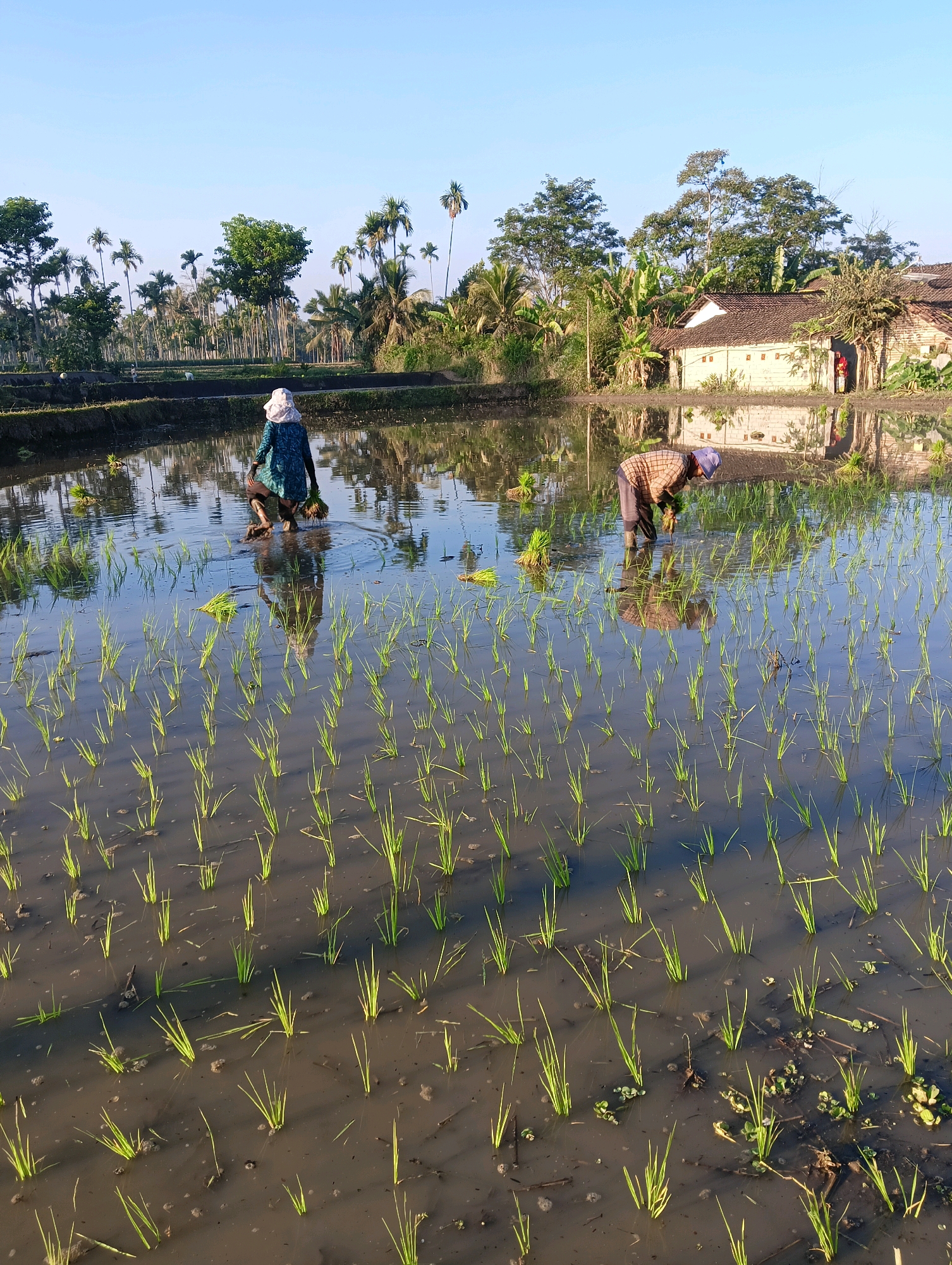 In Sukosari, Indonesia, two individuals are actively engaged in planting rice seedlings in a flooded paddy field under a clear blue sky. The sun casts long shadows across the water, illuminating the rows of young rice plants. One person, wearing a patterned shirt and a head covering, is bent over, carefully placing seedlings into the muddy water. The other individual, dressed in a blue garment and a white hat, walks through the field, carrying a bundle of seedlings. In the background, a cluster of houses with tile roofs is visible amidst lush green trees, including palm trees. The reflection of the sky, trees, and houses shimmers on the surface of the water.