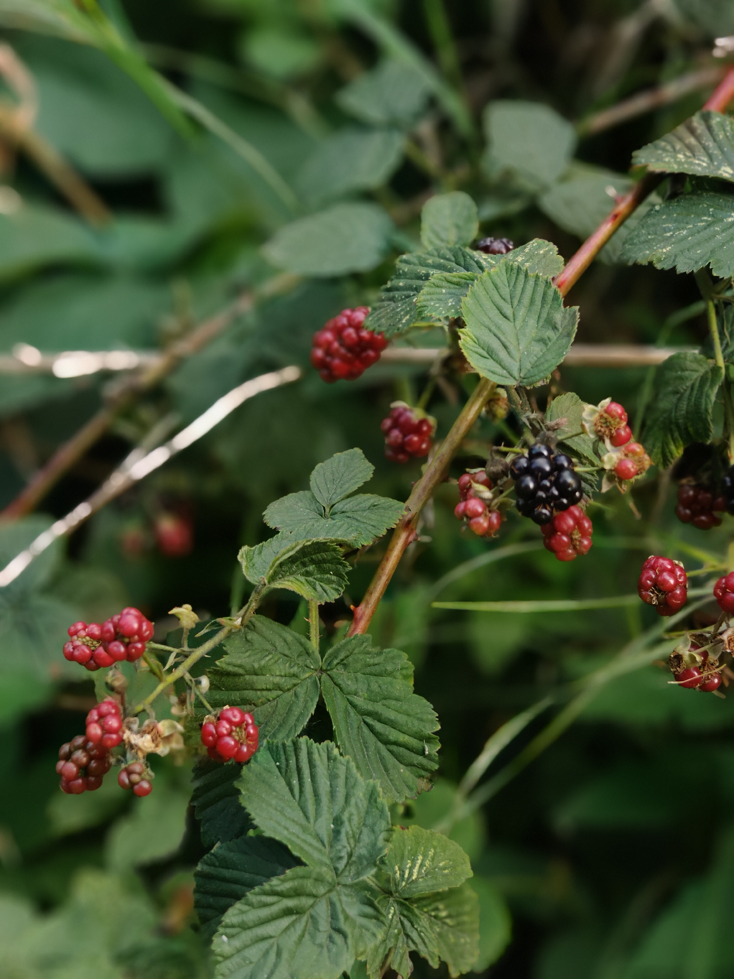 This is a close-up, natural light, outdoor photograph of ripe blackberries and unripe red berries on a thorny bramble bush. The berries are clustered on branches with green leaves. The background is a blur of green foliage. The scene appears to be in a natural, uncultivated area, possibly a park or a hedgerow, given the presence of blackberries. The image does not provide any information about the city of Dębogórze, Poland.