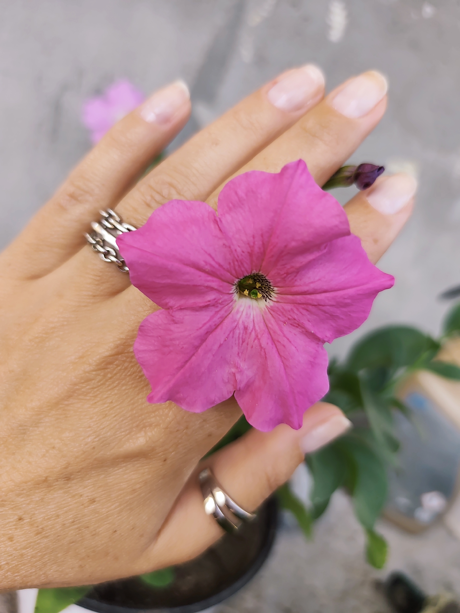The image features a close-up view of a person's hand adorned with silver rings, gently holding a vibrant pink petunia flower. The flower's delicate petals are spread open, revealing its intricate center. Behind the hand and flower, a blurred background suggests an outdoor setting with hints of a concrete surface and greenery, possibly from a plant pot. The lighting indicates it's daytime, likely outdoors. The overall mood is serene and focused on the beauty of the flower and its interaction with the hand. There is no visible text in the image.