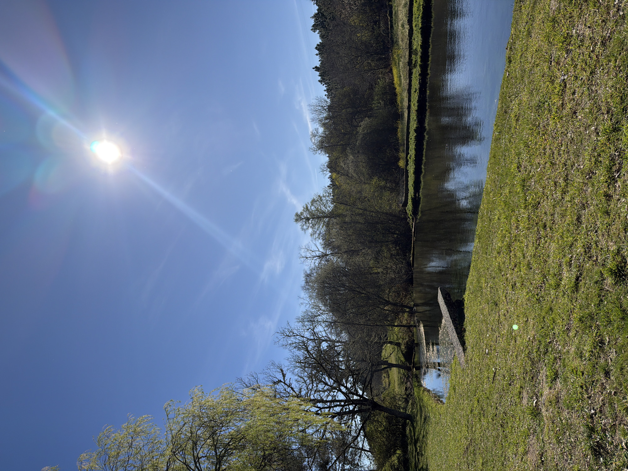 This image depicts a natural outdoor scene in Vila Real, Portugal, under bright sunlight. The upper frame is dominated by a clear blue sky, with the sun prominently positioned in the upper right quadrant, generating lens flare. A calm, dark-surfaced river or stream occupies the middle ground, reflecting the sky and adjacent vegetation. The foreground and immediate banks consist of green grass, sloping towards the water. A large tree with nascent light green leaves occupies the far left of the frame. Further back, on the left bank, several deciduous trees with bare or sparse foliage are present. A dark, low-lying, multi-sectional structure, resembling a small pier or walkway, extends from the left bank into the water; algae or surface debris is visible on the water around it. The far bank presents a strip of green grass and yellow blossoms, bordered by a dense line of trees, including both deciduous and coniferous species. A single, small, bright green object rests on the grass in the lower-center foreground. No individuals are present.
