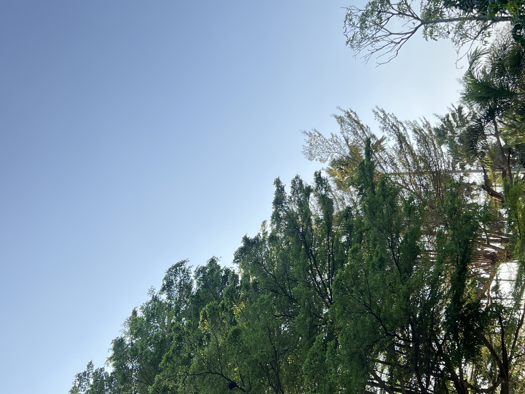 The image shows a view of trees against a clear blue sky. The trees are dense and green on the left side of the frame, with branches extending towards the upper right. In the middle and right sections of the image, the foliage is sparser, revealing more of the sky and other trees with thinner branches and lighter green or yellowing leaves. The lighting suggests it is daytime, likely morning or afternoon. There are no people or man-made structures visible. The location is Tlogoadi, Indonesia.