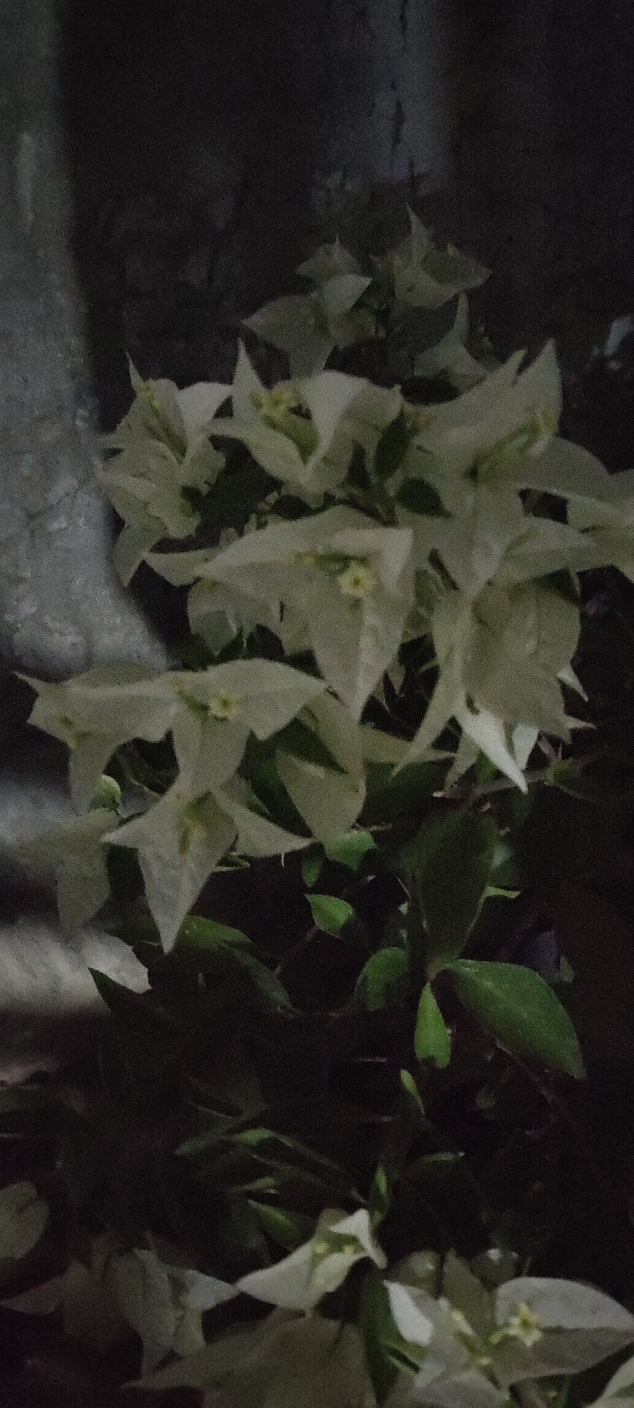 The image features a cluster of white bougainvillea flowers and green leaves set against a dark, indistinct background. The flowers are the primary subject, with their papery petals standing out against the dim lighting. The leaves are partially visible beneath the flowers. The location, Lhokseumawe, Indonesia, is noted, although this information is not visually discernible within the image. There is no evidence of people, specific objects beyond the plants, actions, or interactions. The overall environment appears to be dimly lit.