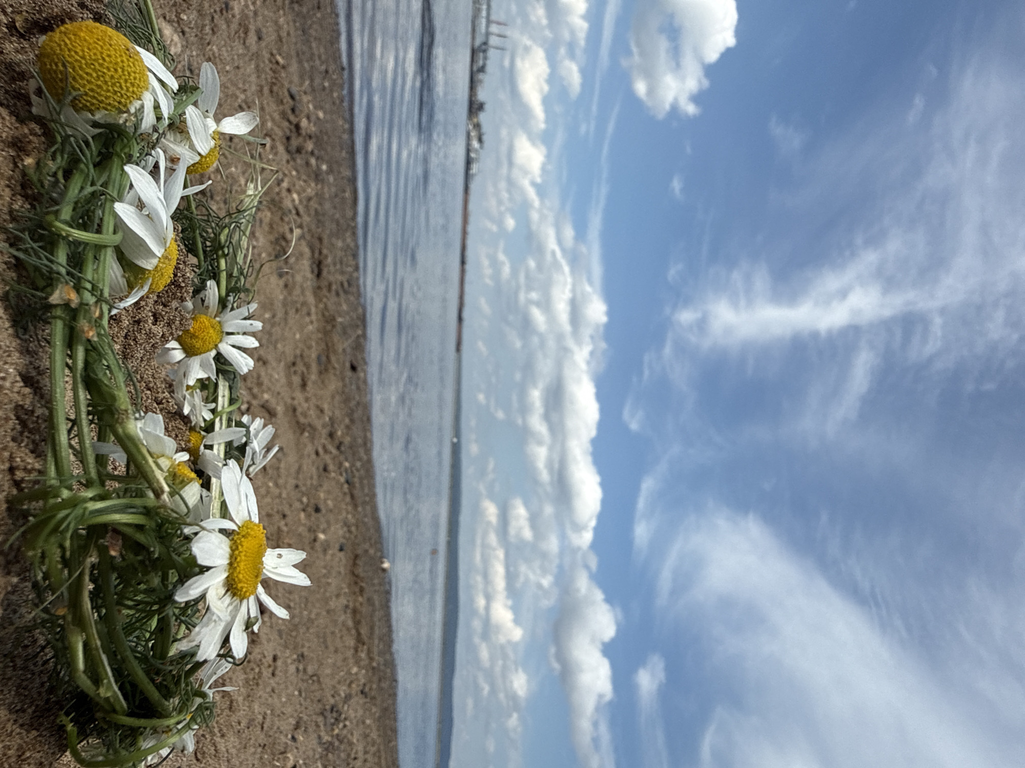 A close-up, low-angle view of a daisy wreath lies on the sandy shore of the Kama River in Chaikovsky, Russia. The wreath is composed of several daisies with white petals and yellow centers, interwoven with green stems and leaves. Some of the daisies are wilted. Beyond the wreath, the tranquil, blue water of the river stretches towards the horizon. The far bank is lined with a faint, hazy strip of land. The sky above is a vibrant blue, dotted with wispy white clouds and some larger, cumulus formations. In the distance, on the left side of the frame, the blurry outlines of industrial structures, possibly a port or factory, are visible along the riverbank. The sun is bright, casting light on the scene.