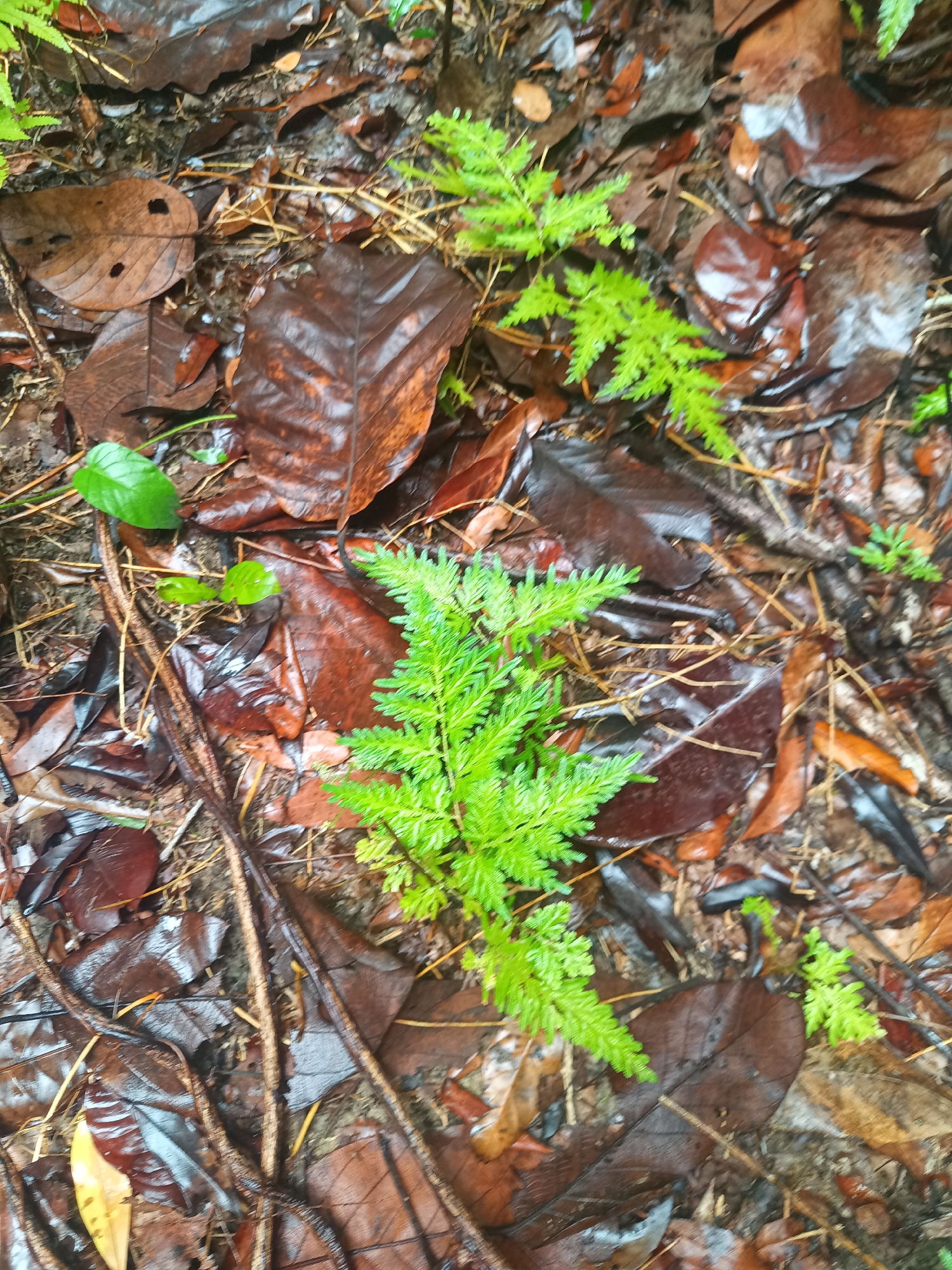 The scene is a close-up view of the forest floor in Baan Thong Nang, Thailand. Wet, decaying brown leaves litter the ground, interspersed with green ferns. Thin twigs and stems are scattered among the leaves and ferns. The overall impression is one of a moist, shaded environment.