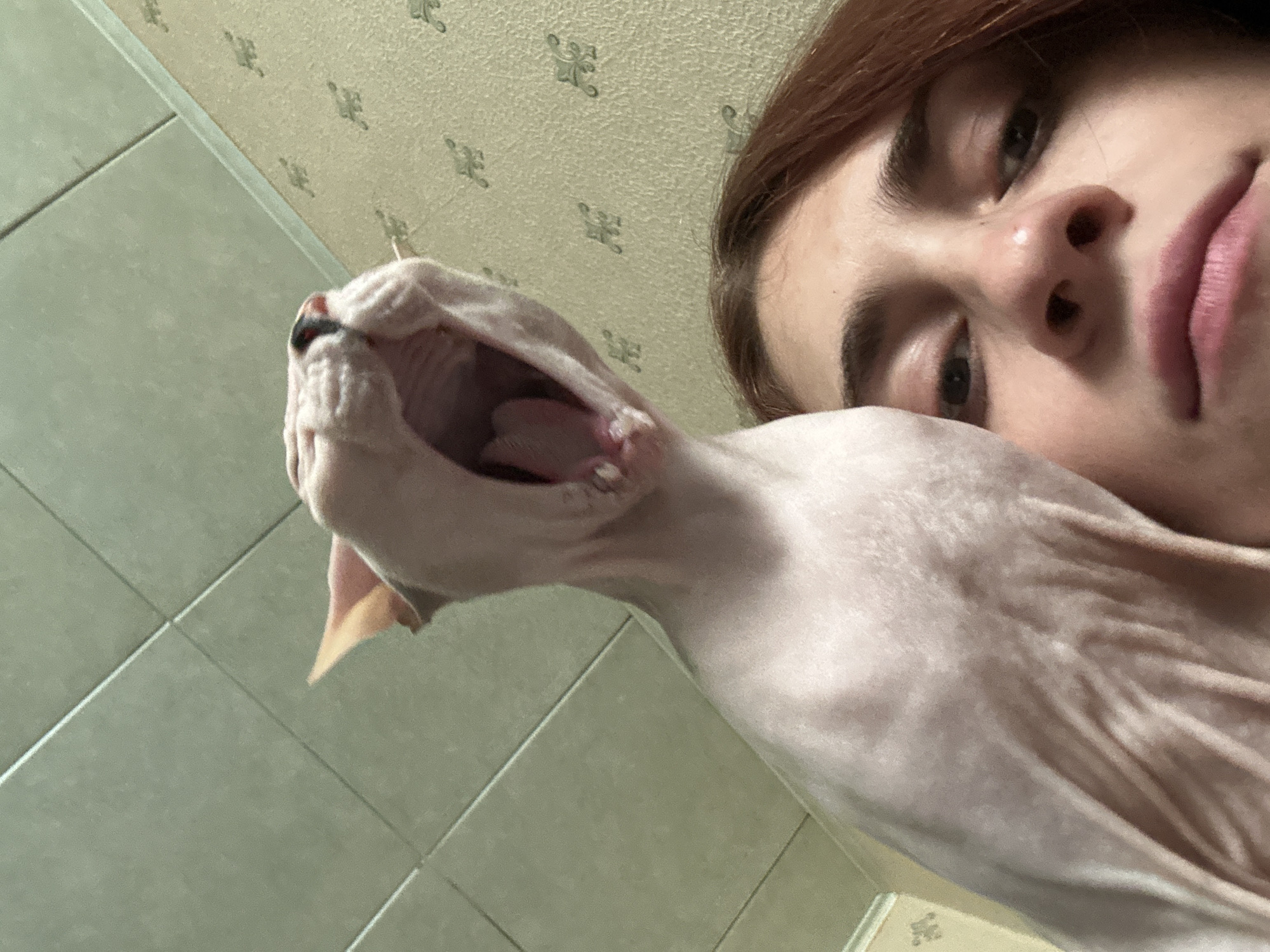 A low-angle, close-up shot captures a person's face and a Sphynx cat. The person, whose face is partially obscured by the cat, has brown hair and is looking upwards. The Sphynx cat is in the foreground, with its mouth wide open in a yawn. The background consists of a textured wallpaper with a repeating pattern and a tiled ceiling. There is no indication of the location being in Togliatti, Russia.