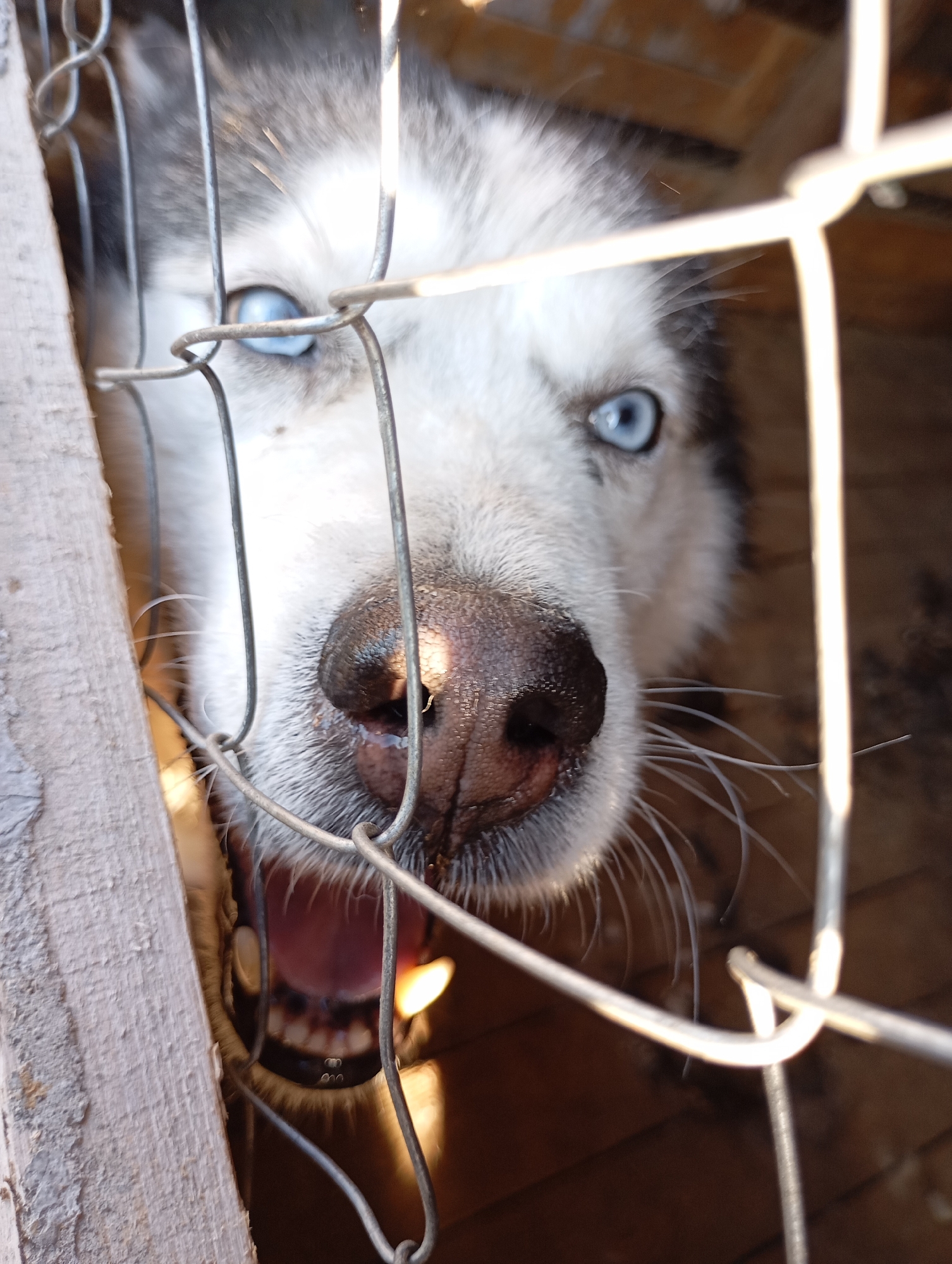 A close-up shot shows a husky-type dog with bright blue eyes, peering out from behind a wire mesh fence or cage. The dog's nose is prominently in focus, with moisture visible around its nostrils and muzzle. The dog's mouth is partially open, revealing its teeth and tongue. The fence and a wooden structure are visible in the background, suggesting an enclosure of some sort. The lighting is diffused, casting soft shadows on the dog's fur and the surrounding environment. The location and city are not discernible from the image.